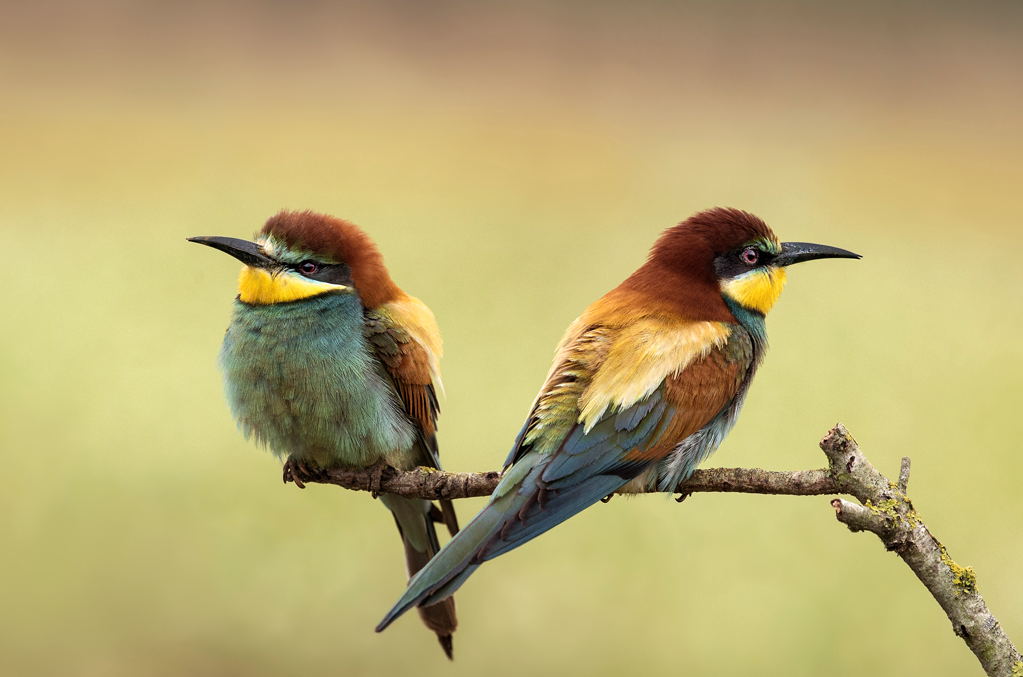 Separated in the house