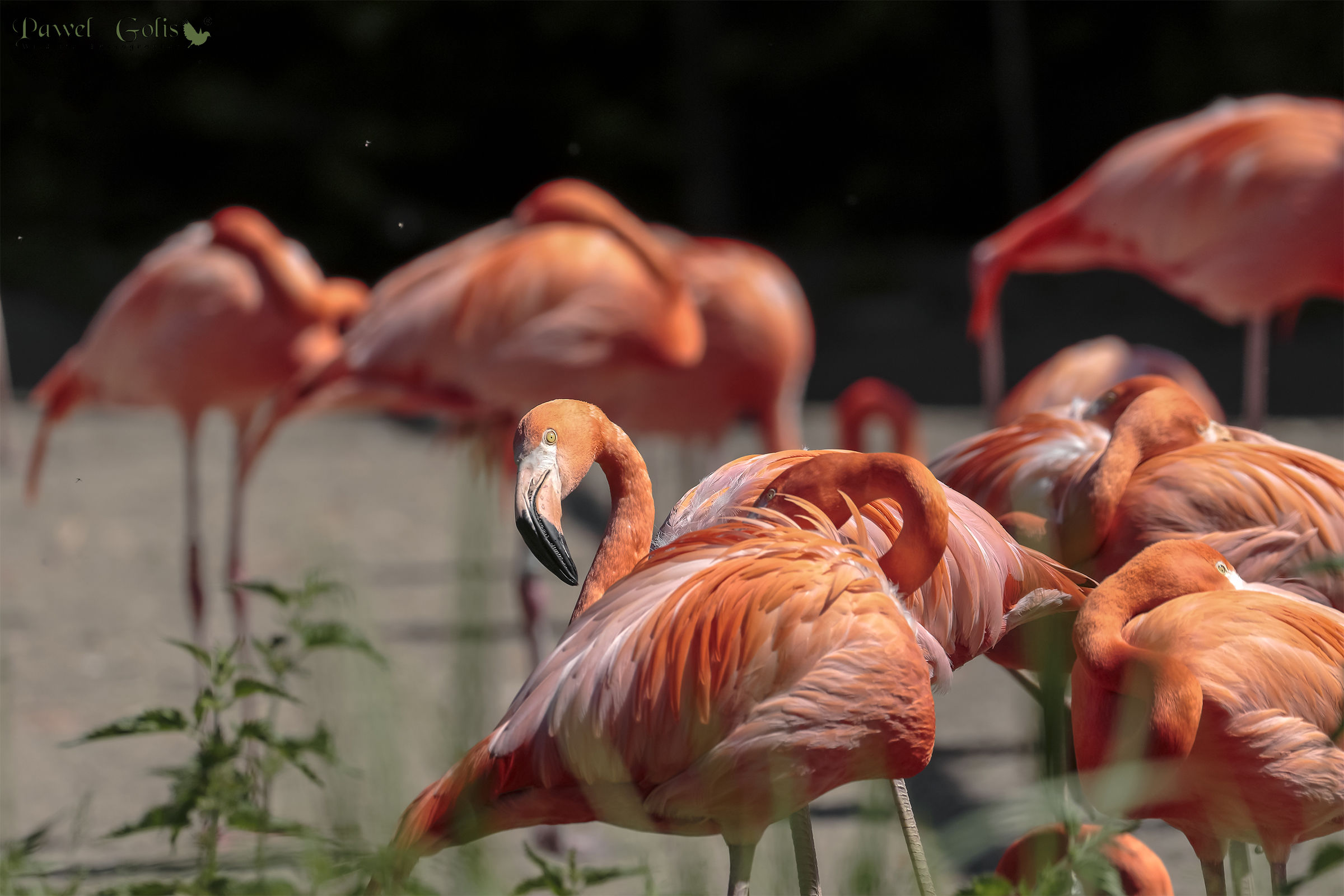 Phoenicopterus ruber