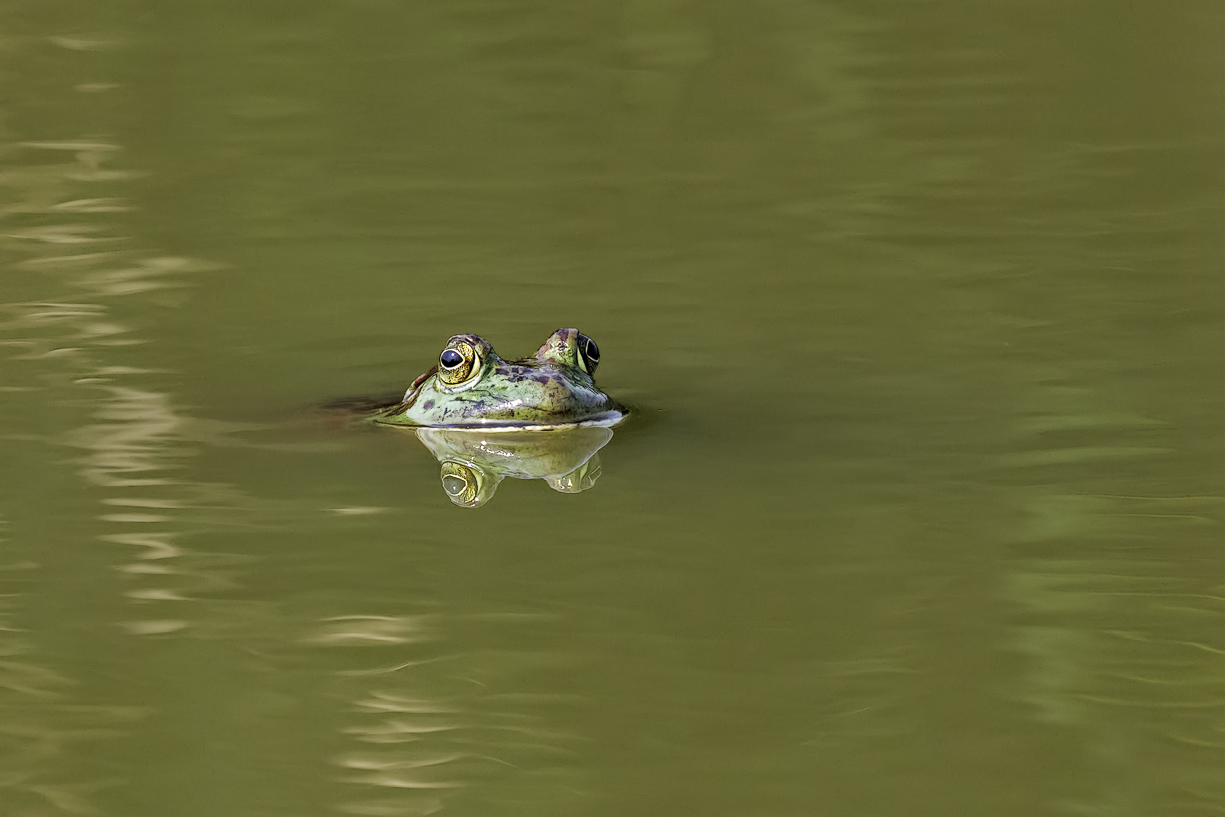 Riemergere per un'occhiata