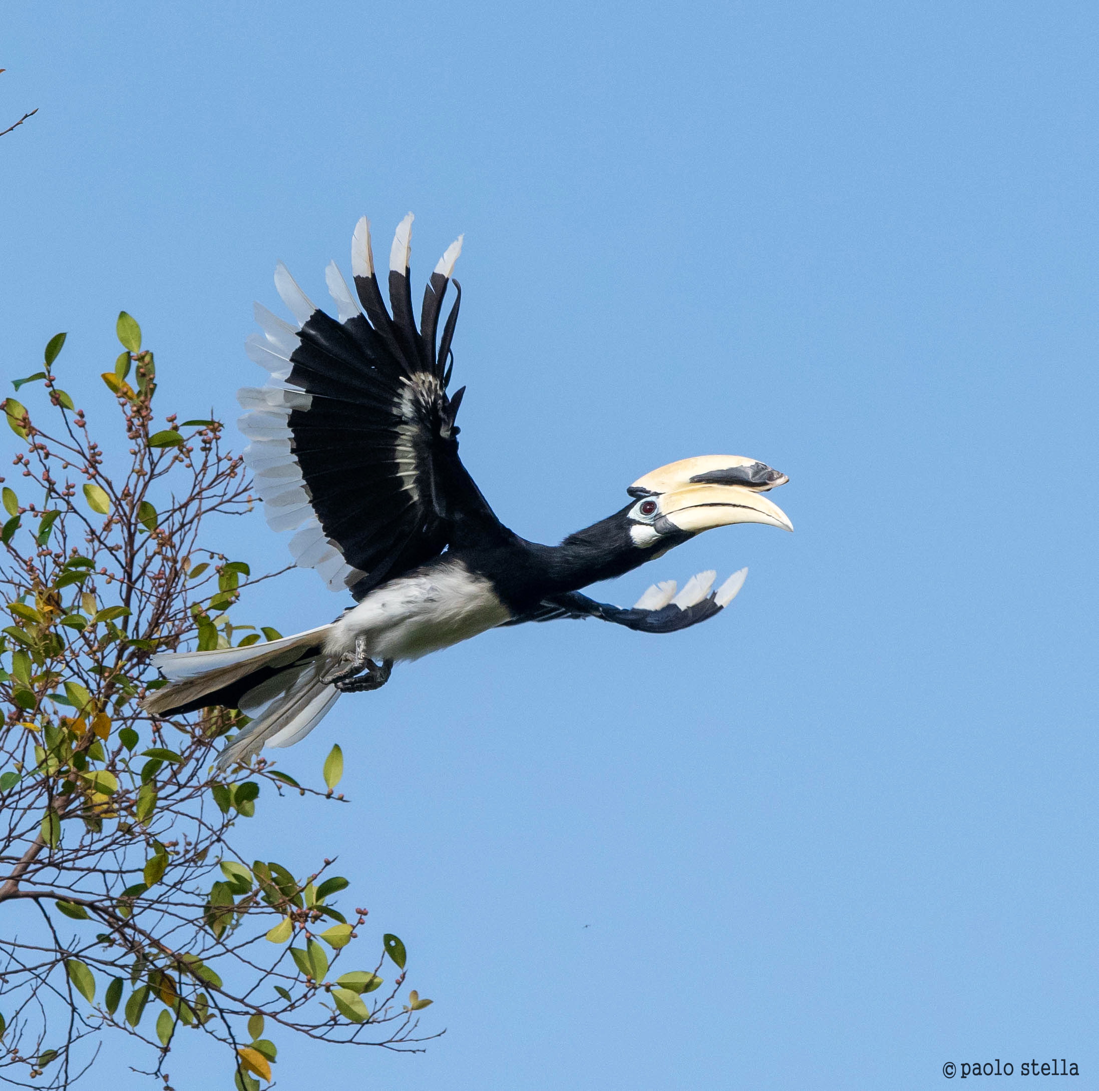 Oriental Pied Hornbill