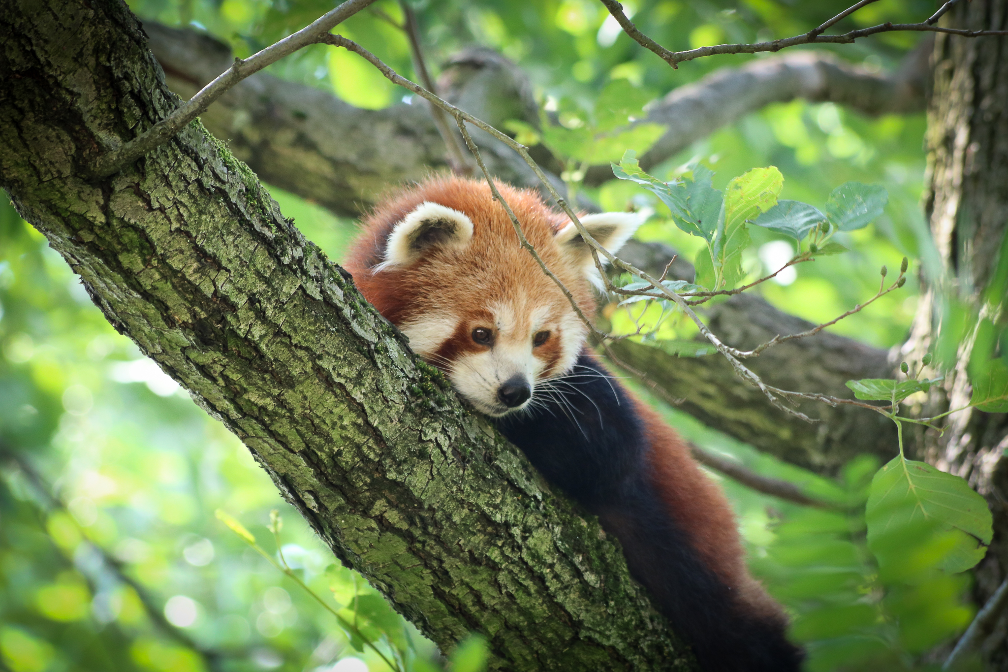 Panda rosso minore ( specie in pericolo )