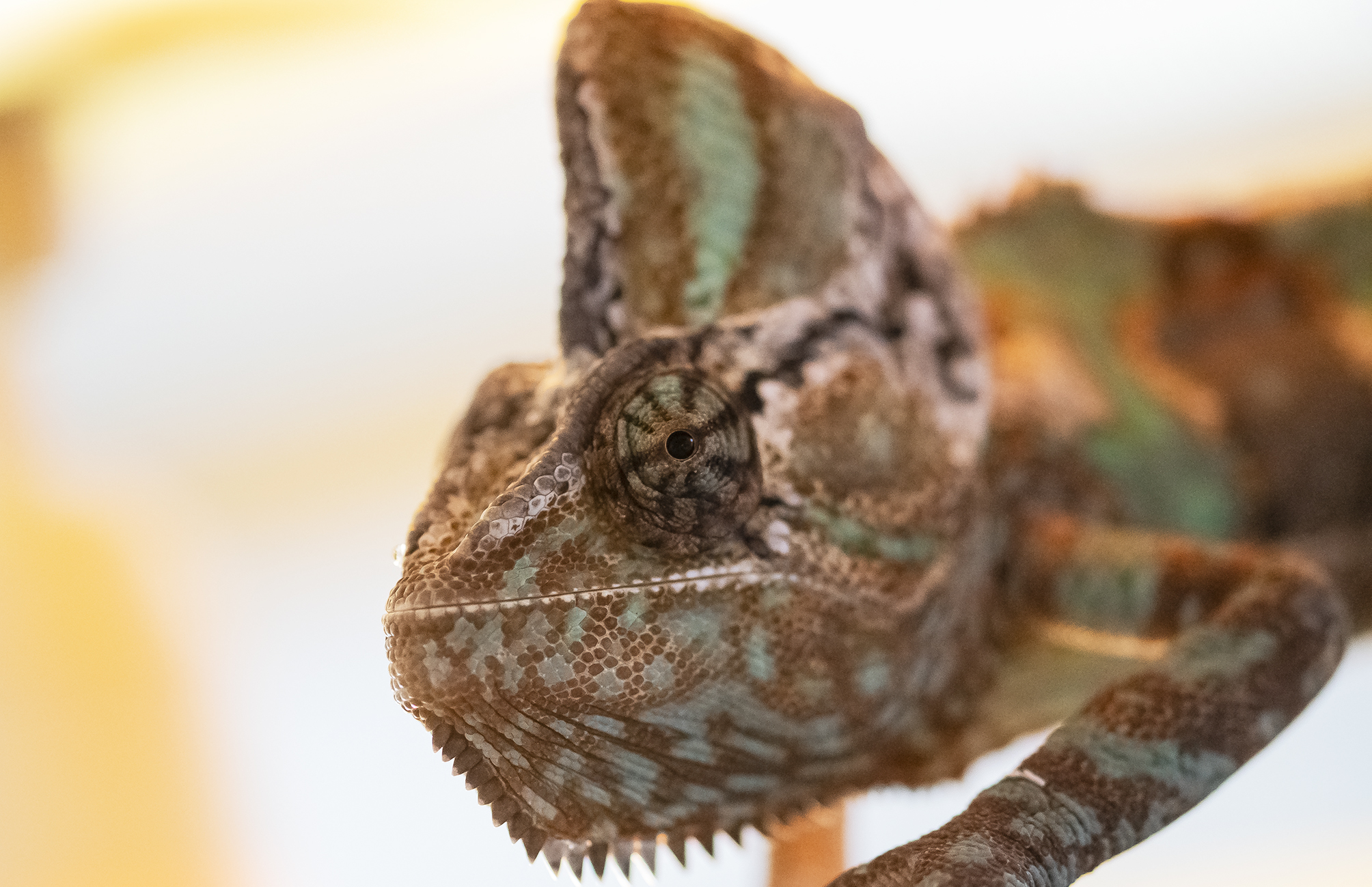 Chamaeleo calyptratus