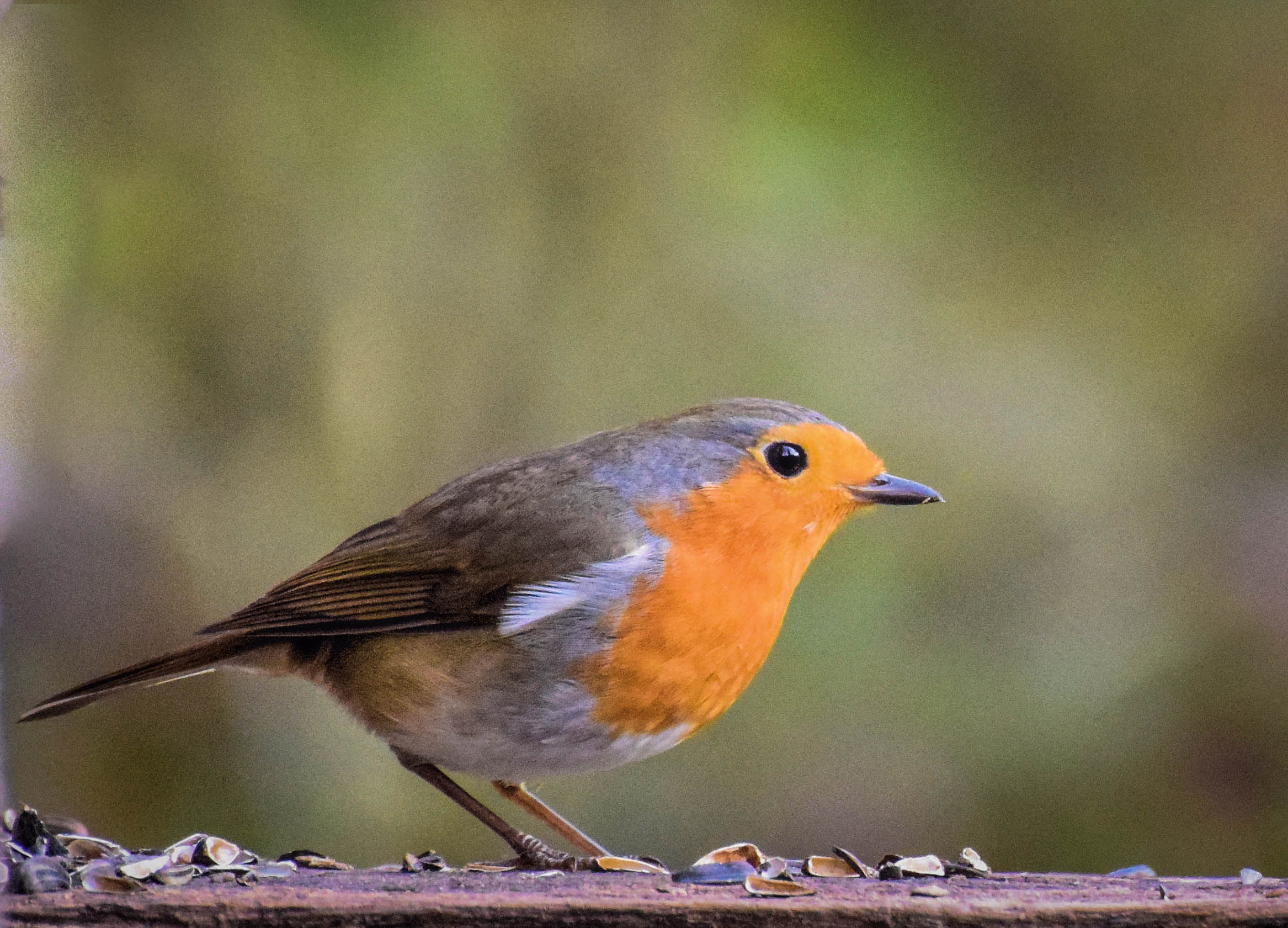 Robin