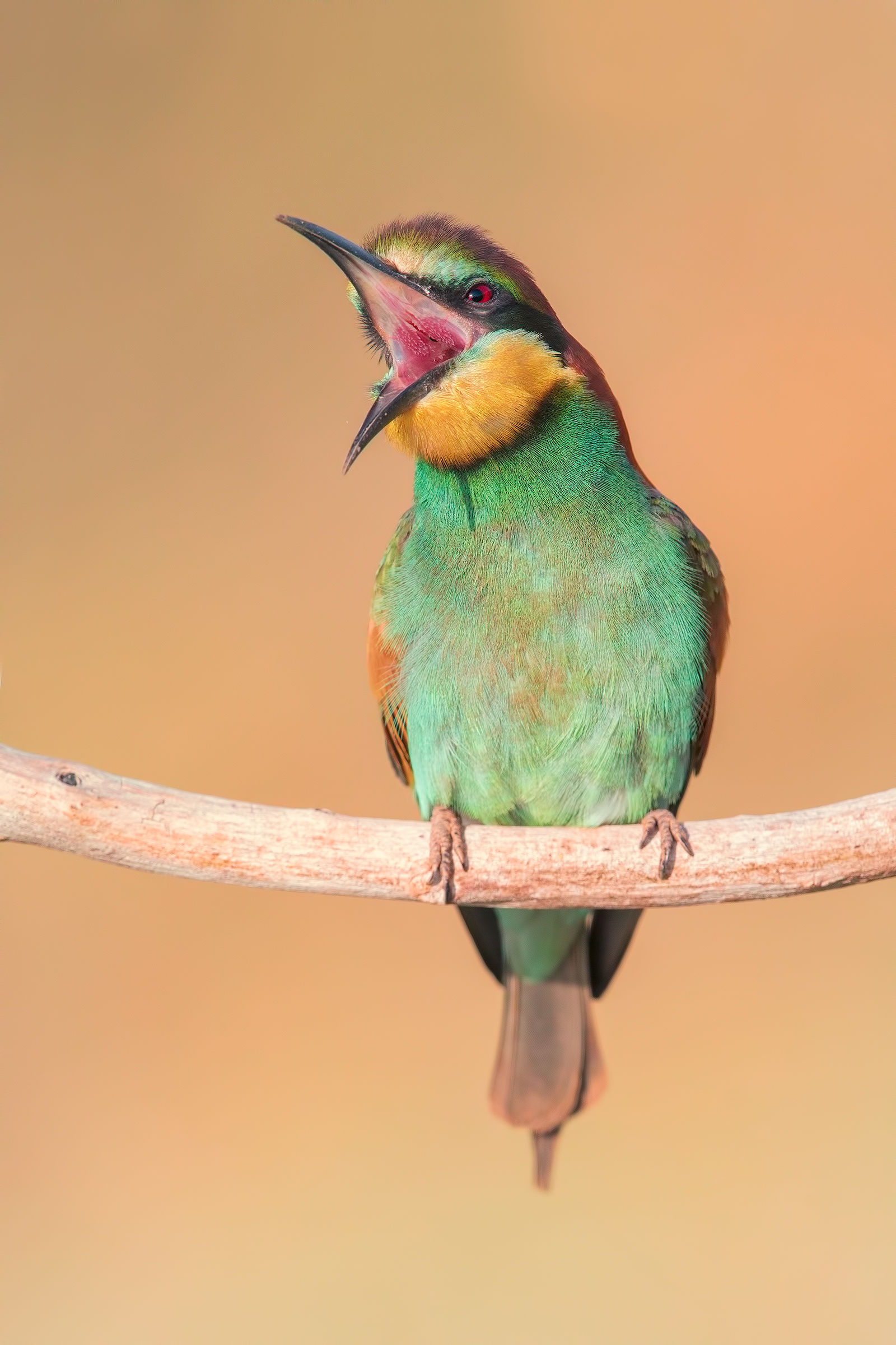 Bee-eater
