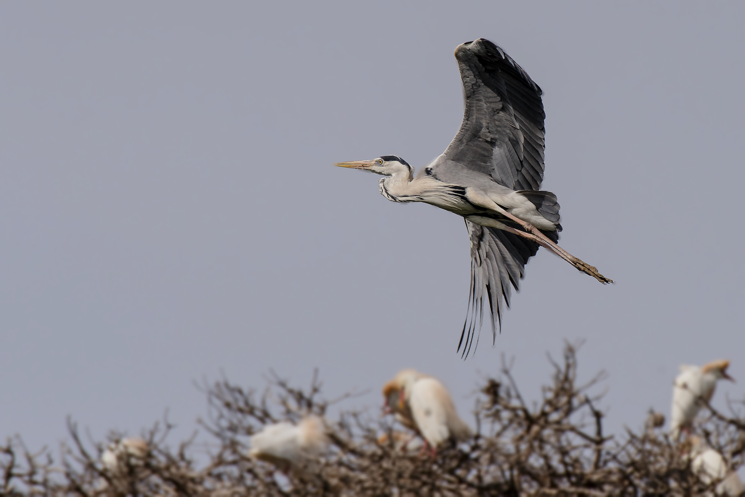 Airone Cenerino in sorvolo