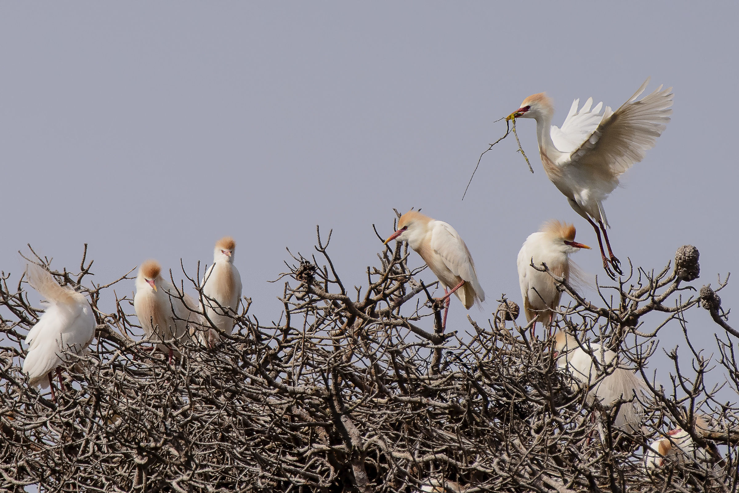 Aironi Guardabuoi in nidificazione