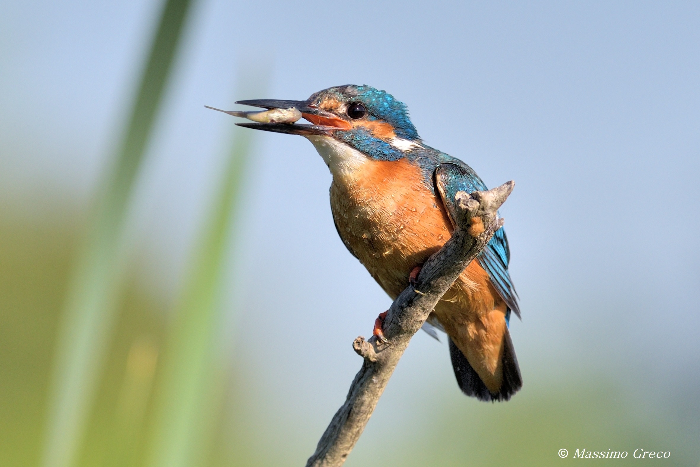 Kingfisher