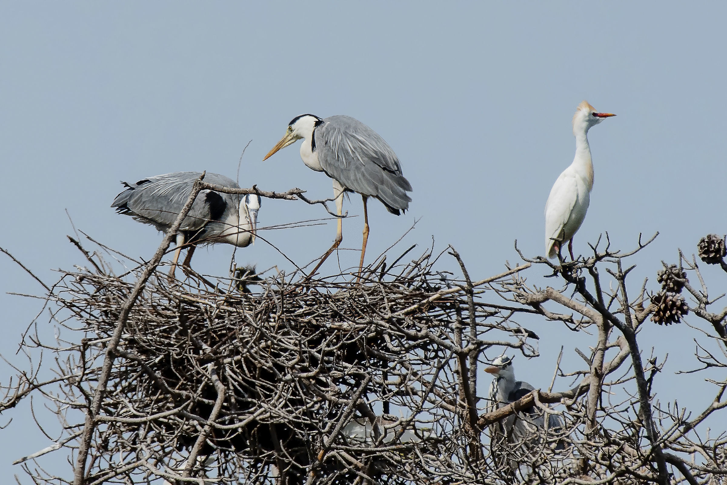 Il primo uovo s'è schiuso