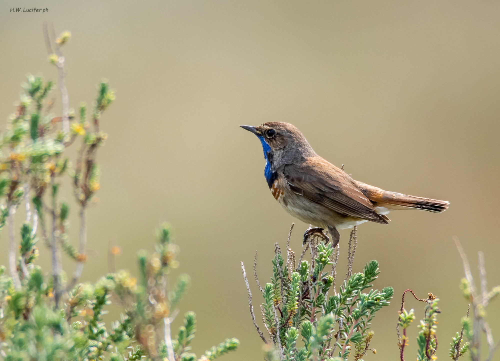 P ' Aiguillon Prince of 2