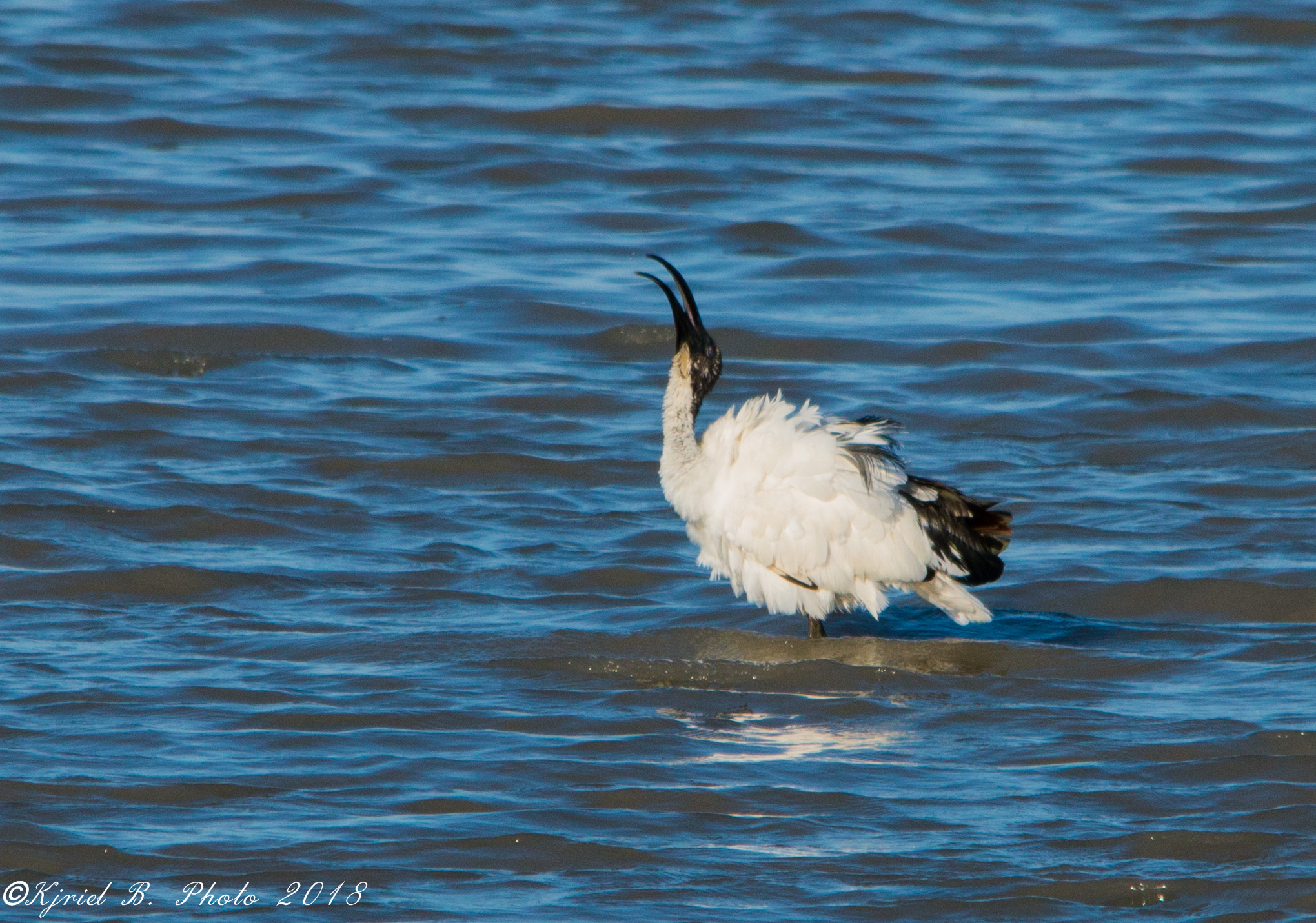 Sacred Ibis