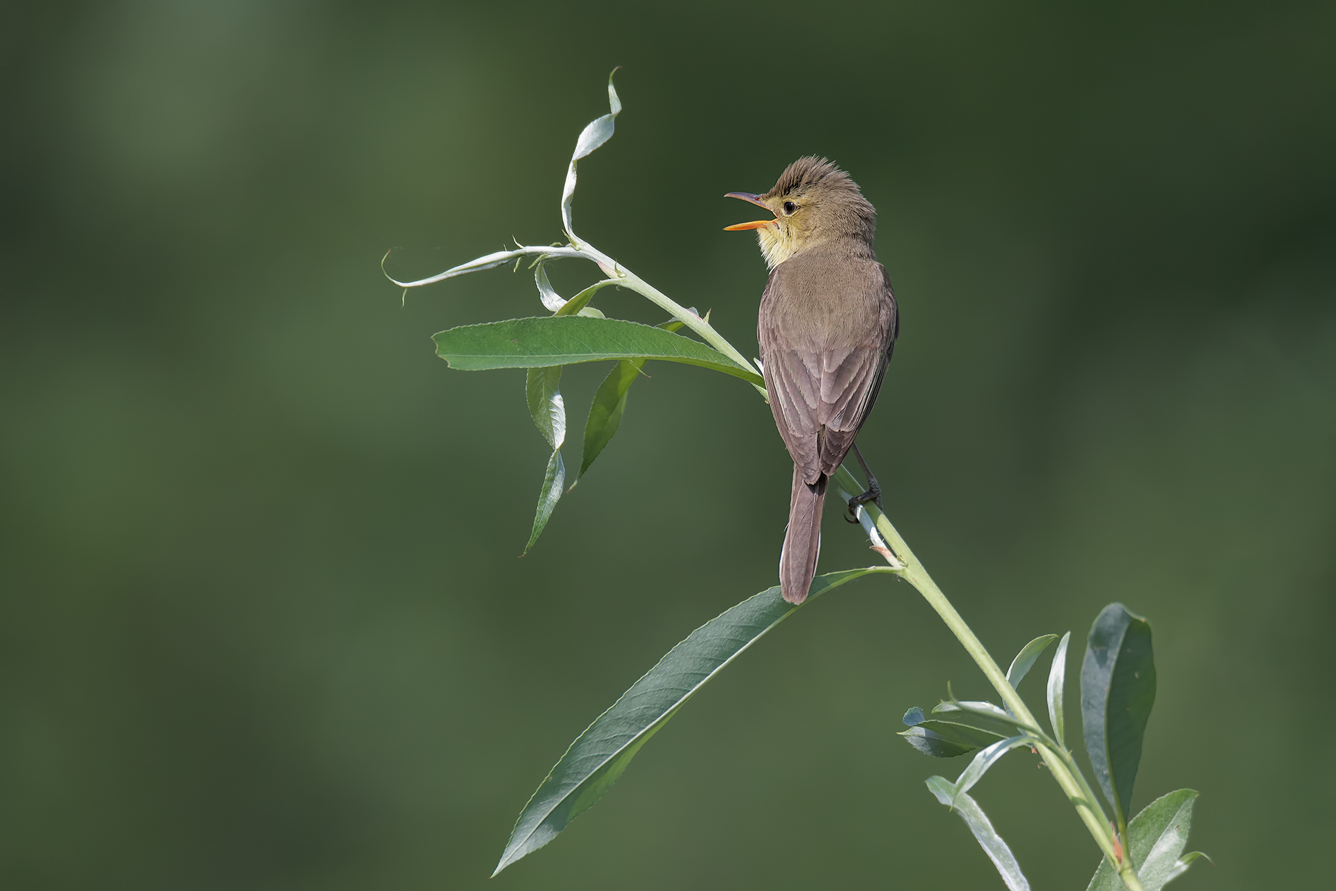 Common rope in singing