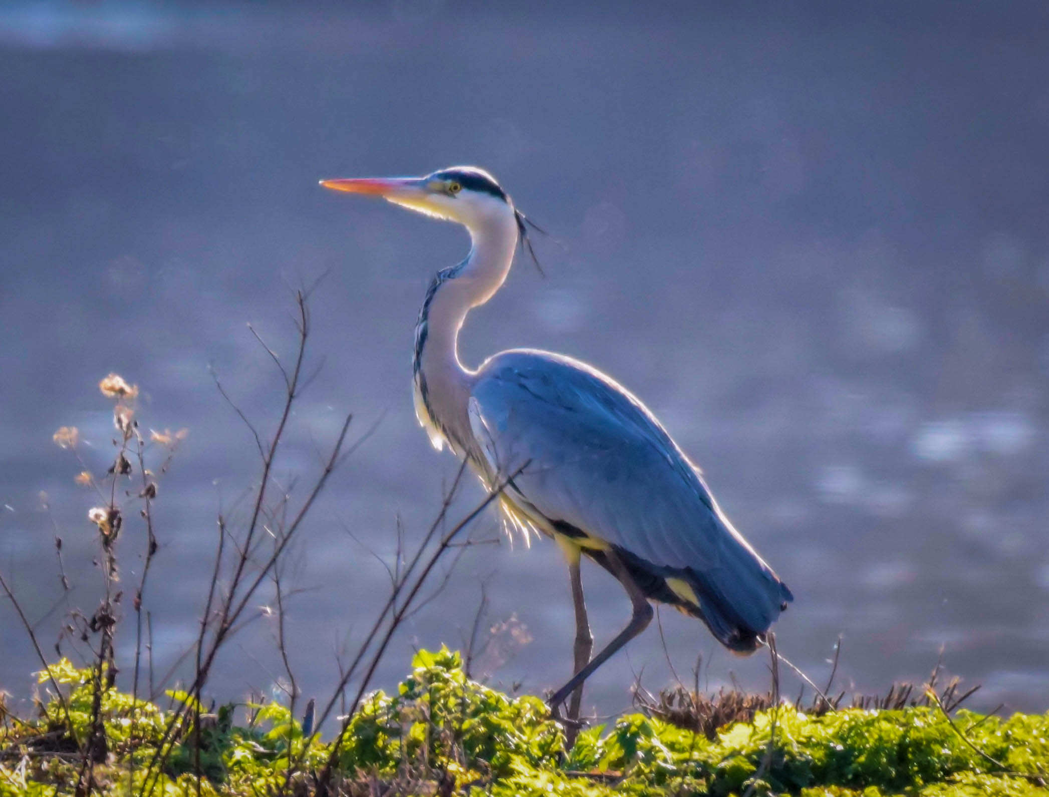 Grey Heron