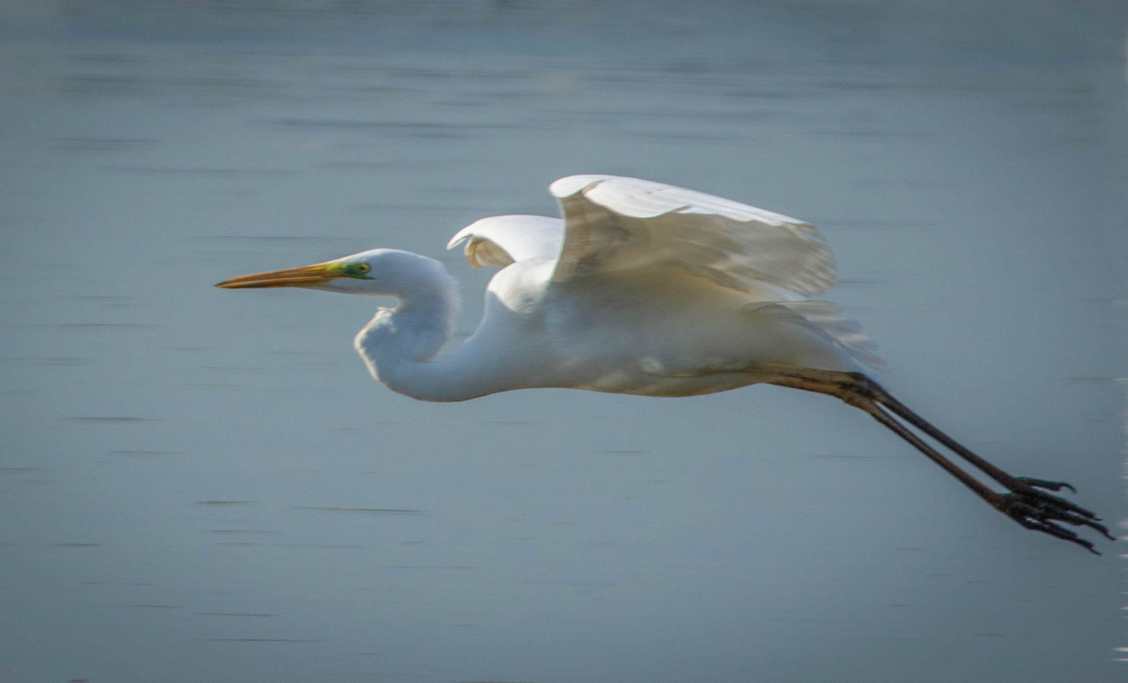 White Heron in flight
