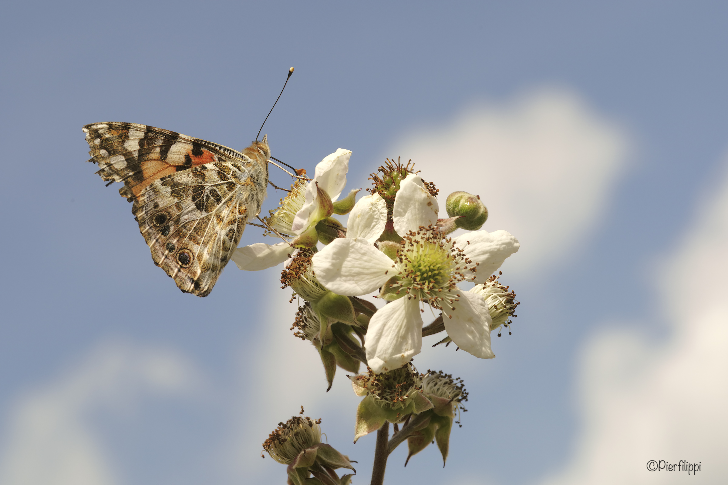 Le more sono in fiore..