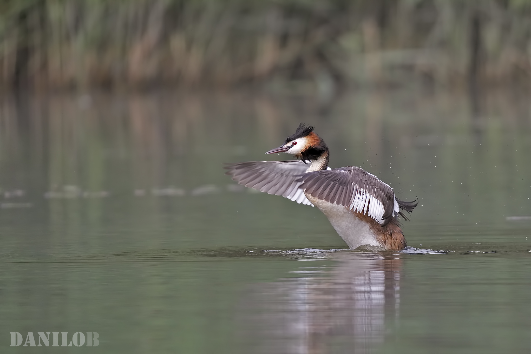 Grebe