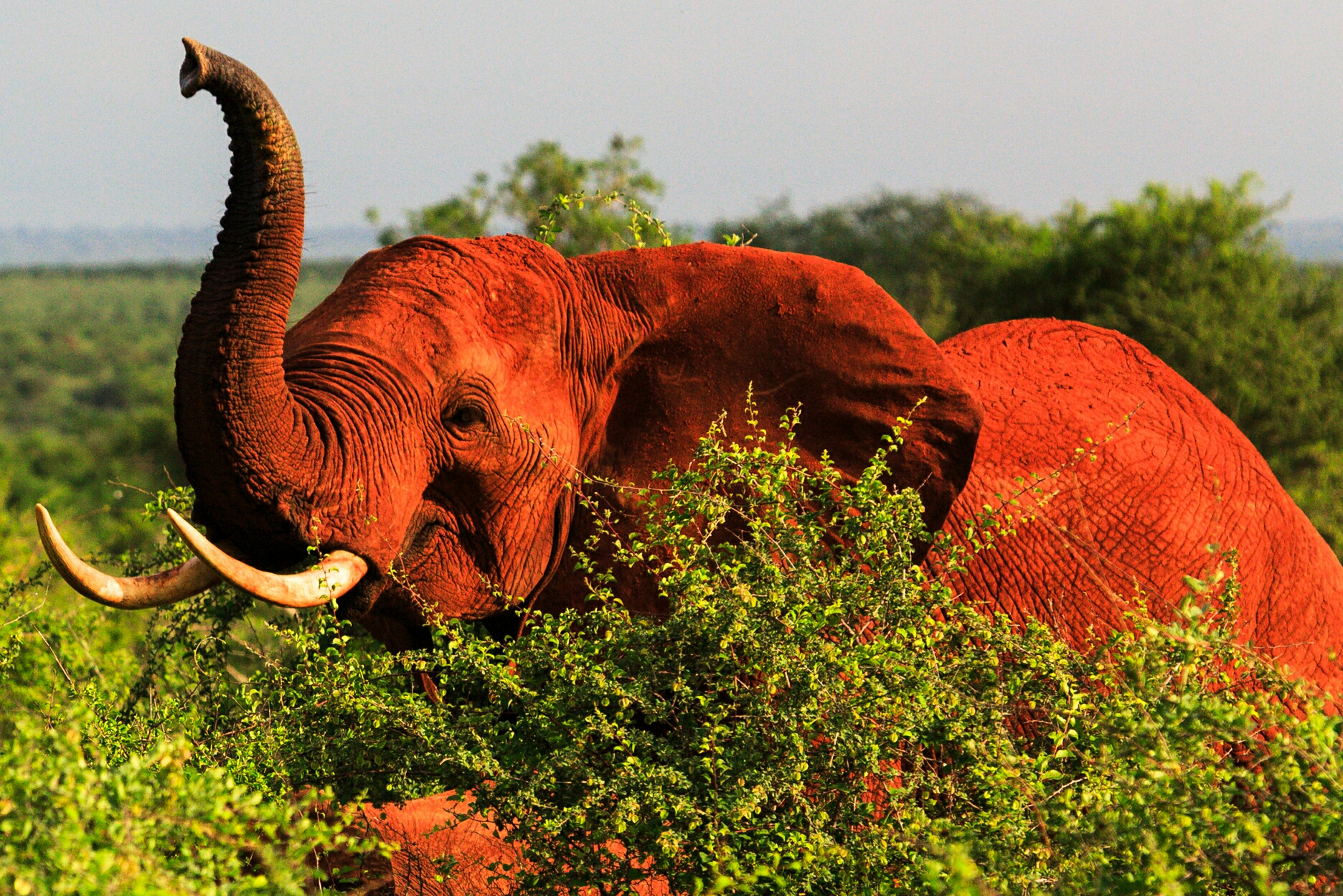 Young Red Elephant