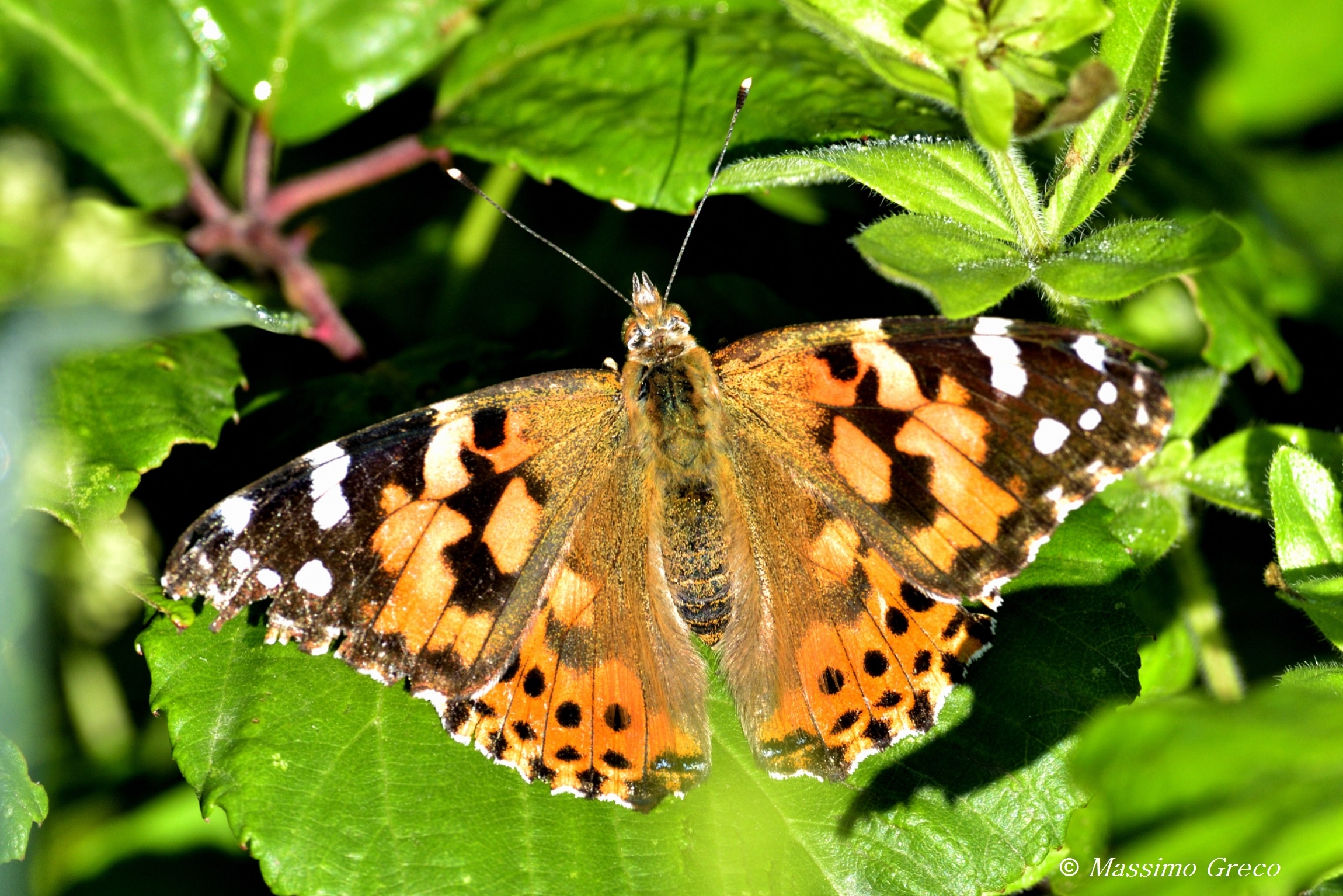 Painted Lady