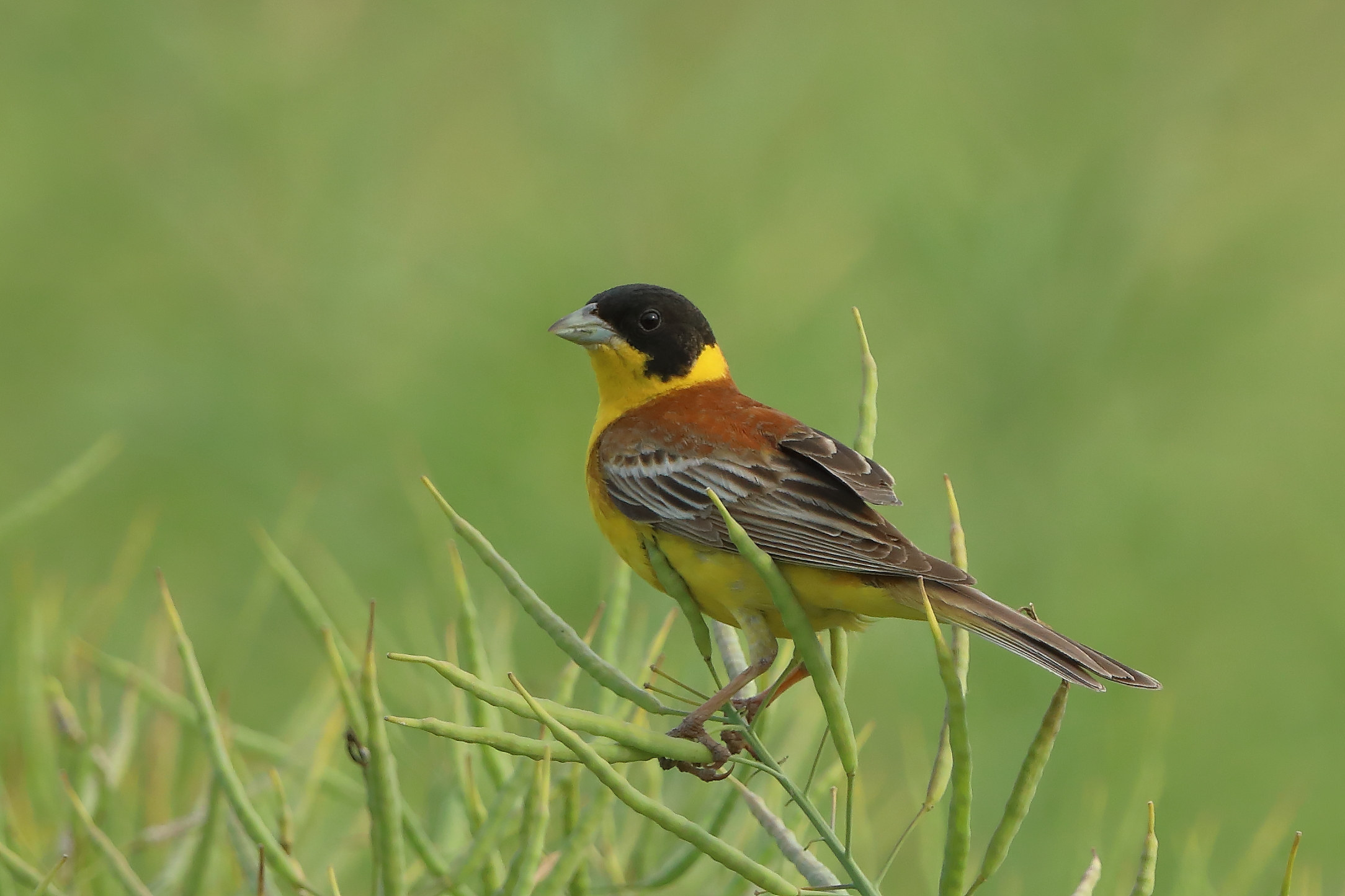 Bunting seduto su stupro