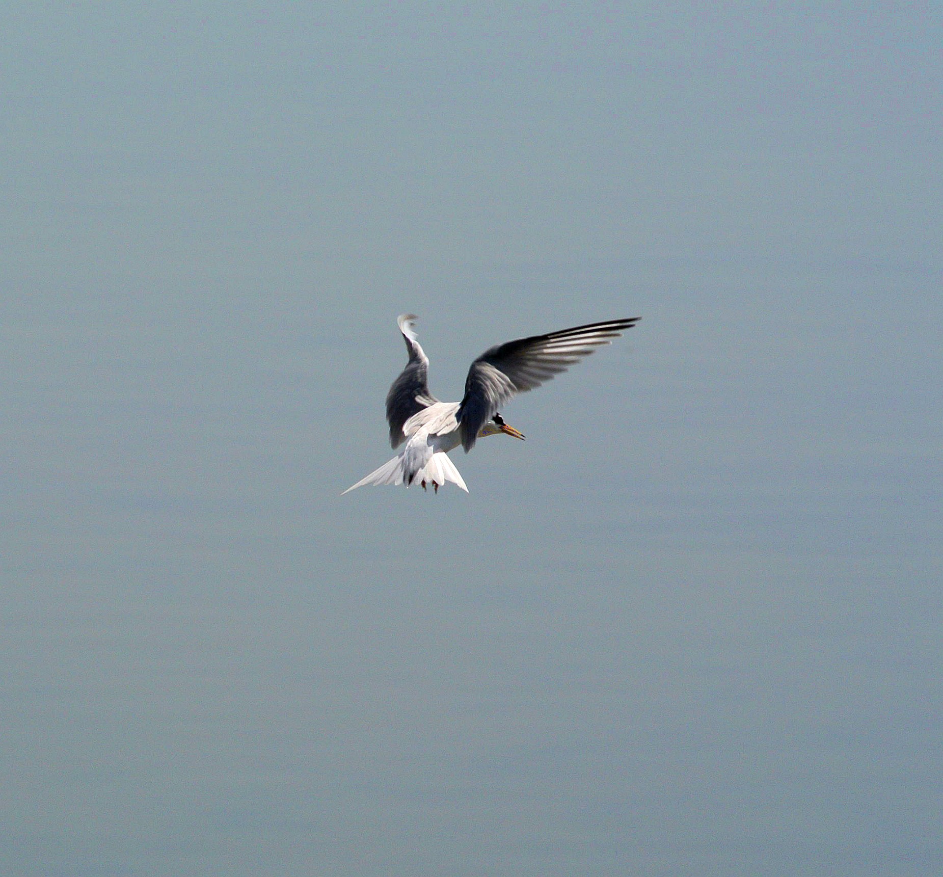Tern in flight