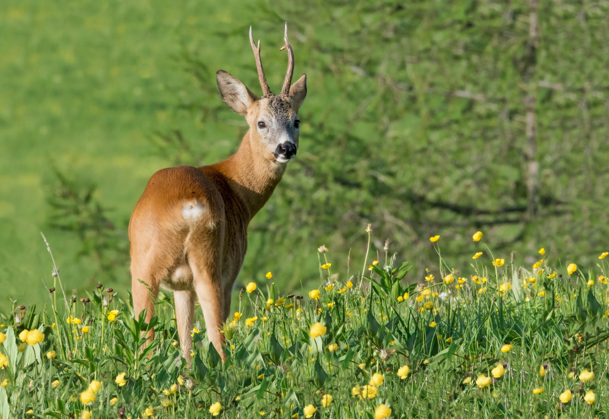 Cambio del guardaroba: mantello estivo