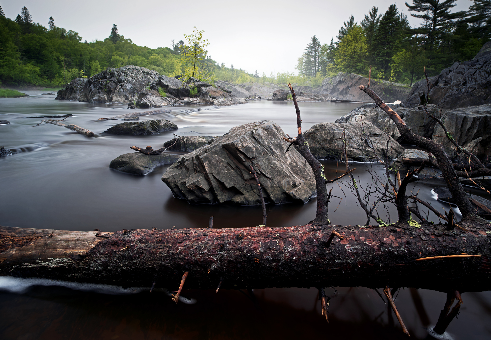 Fallen Pine in the Saint Louis River