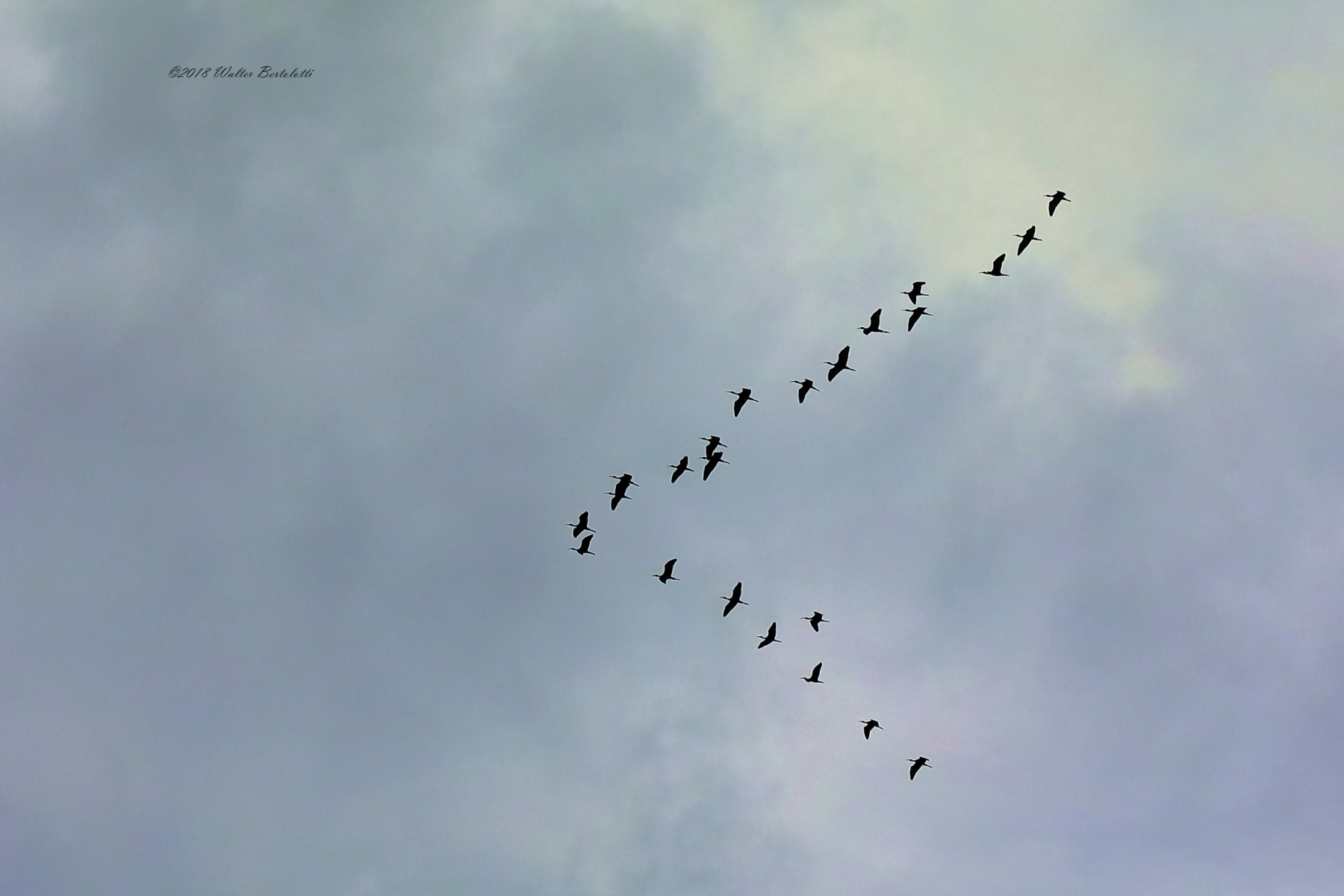 formazione di mignattai