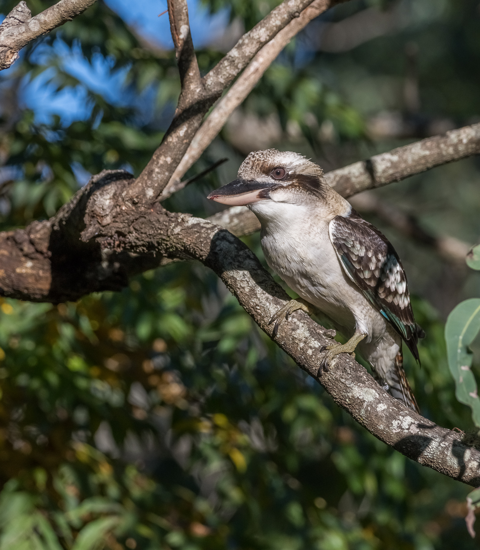 Kookaburra - World Biggest Kingfisher