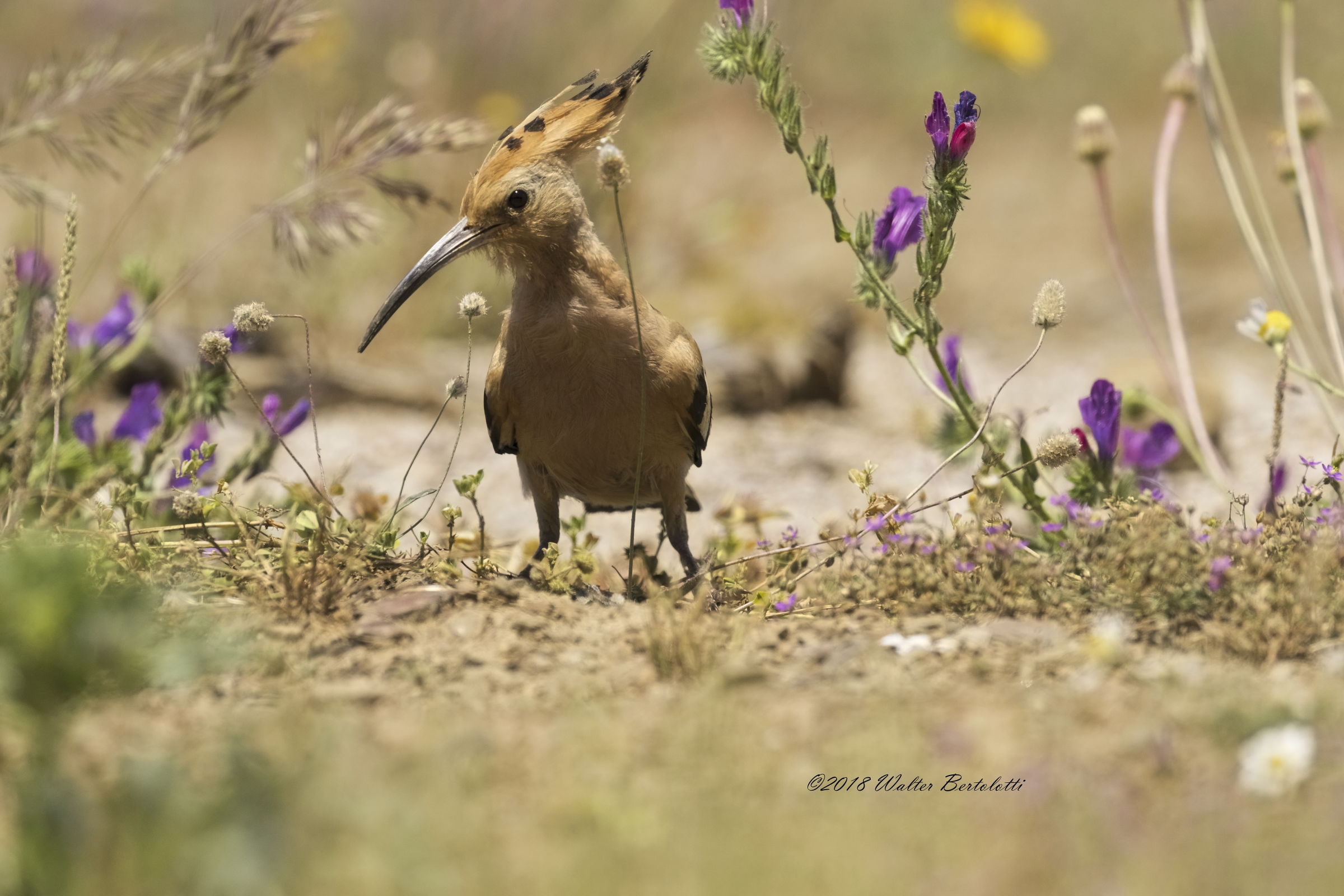 Hoopoe