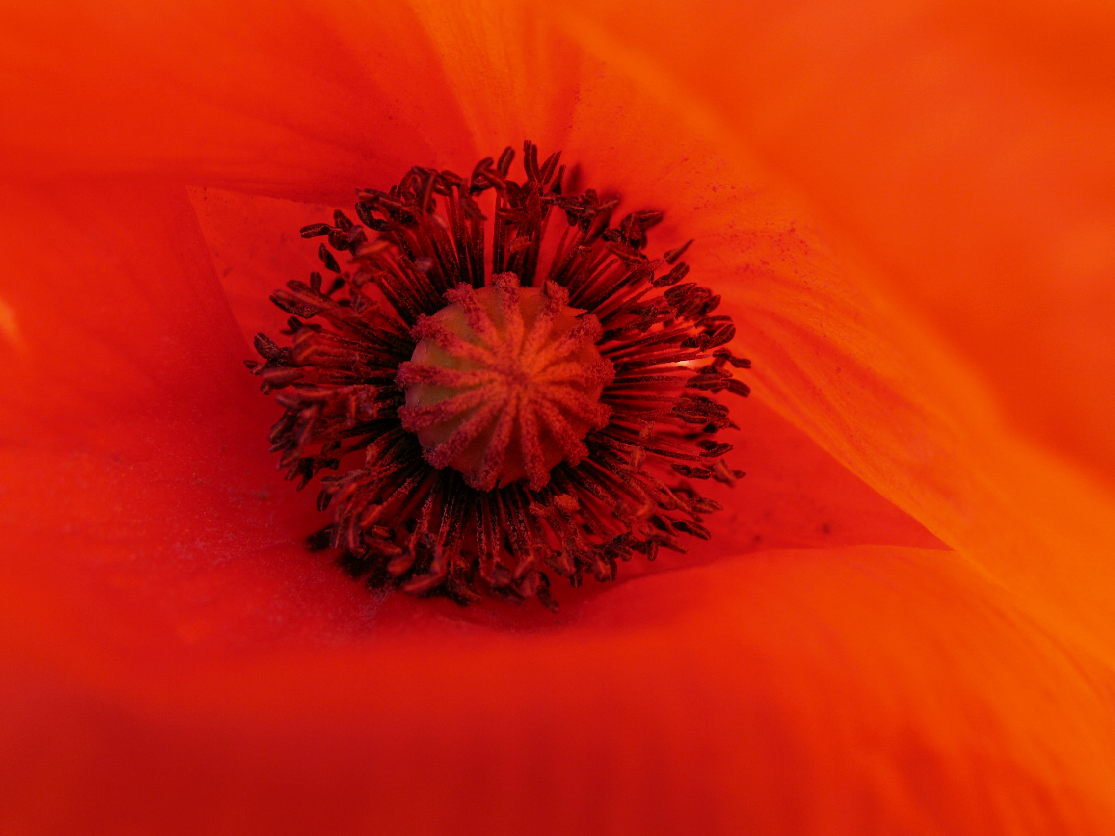 Inside the poppy