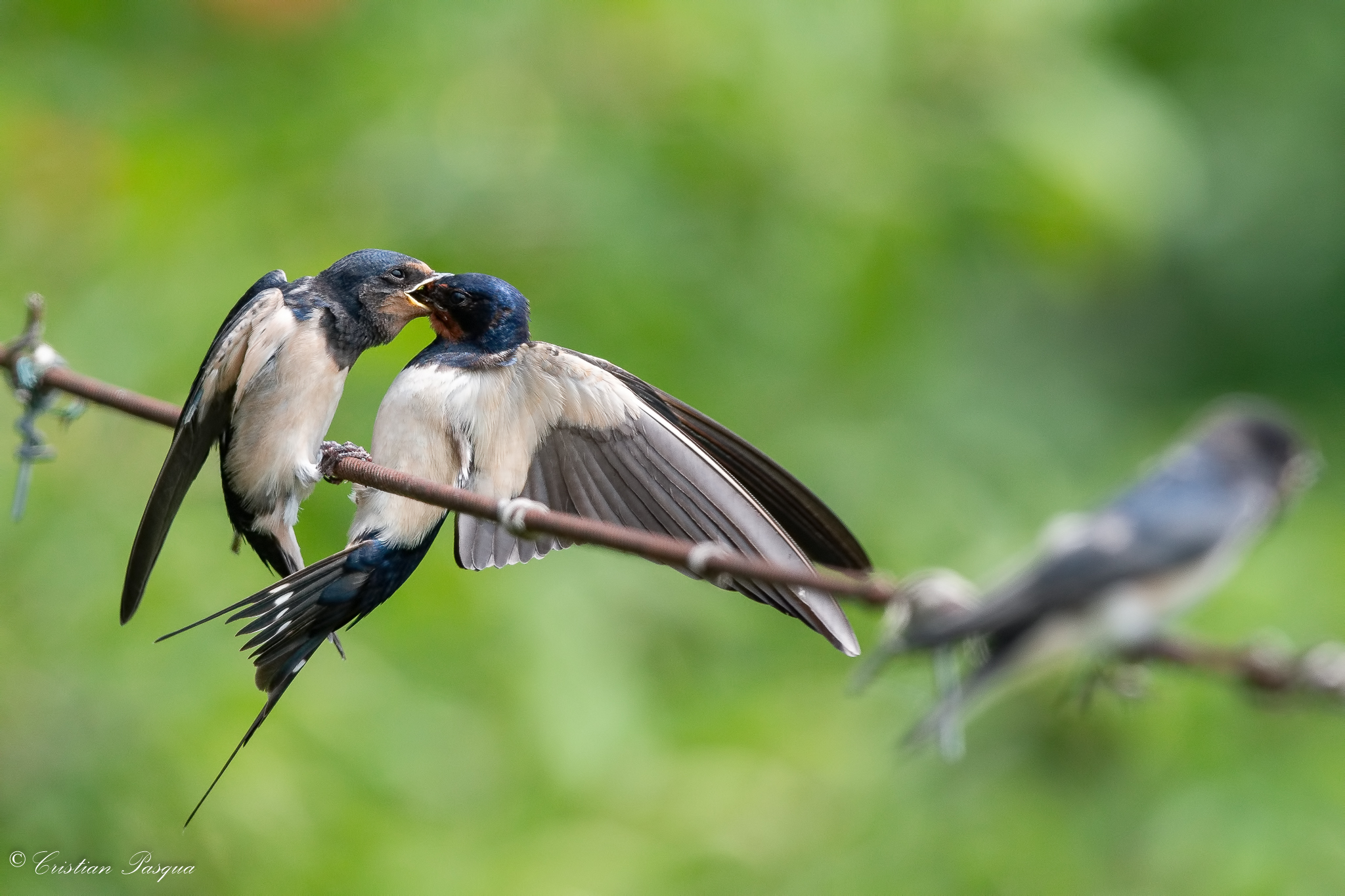 The catch of the swallow