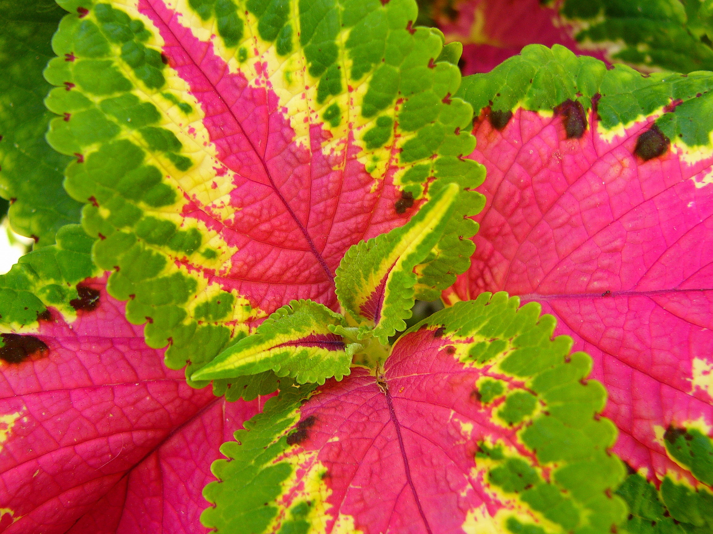 Coleus