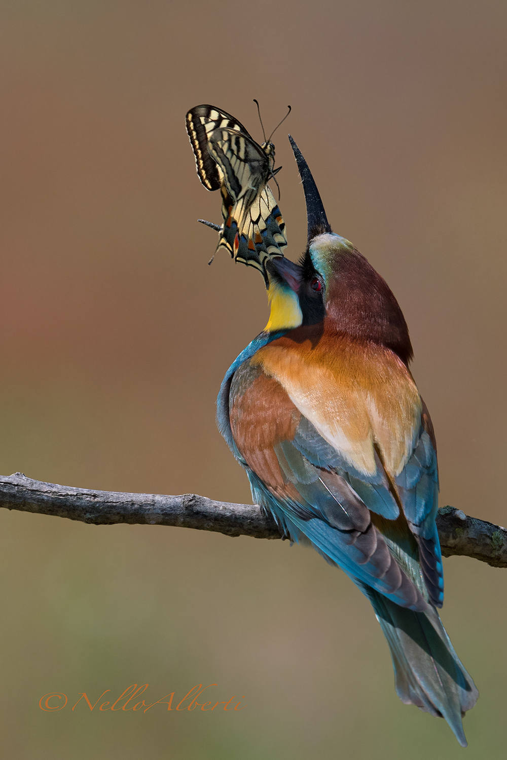 Gruccione ! per pranzo macaone