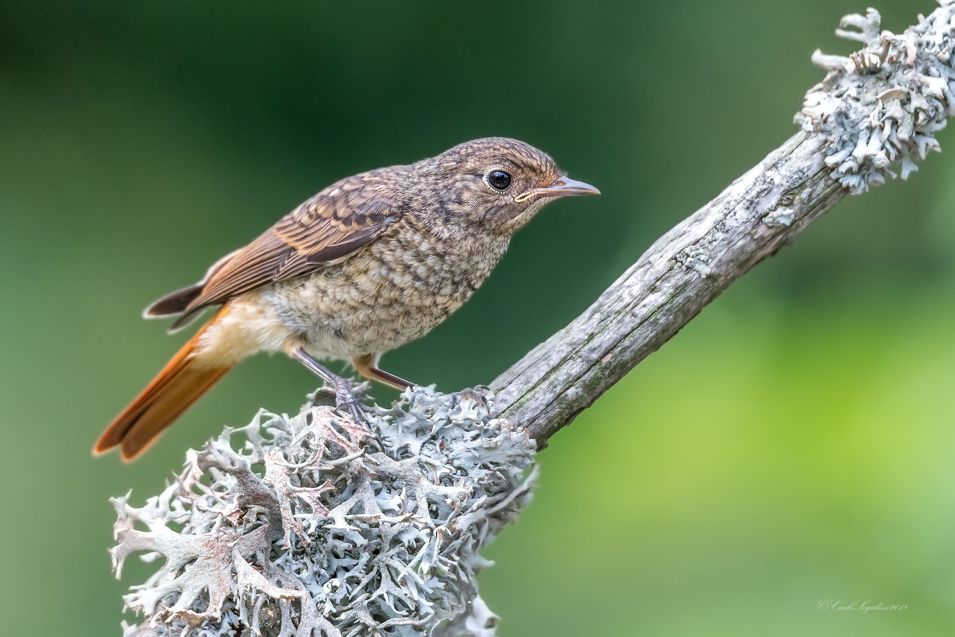 Young Redstart