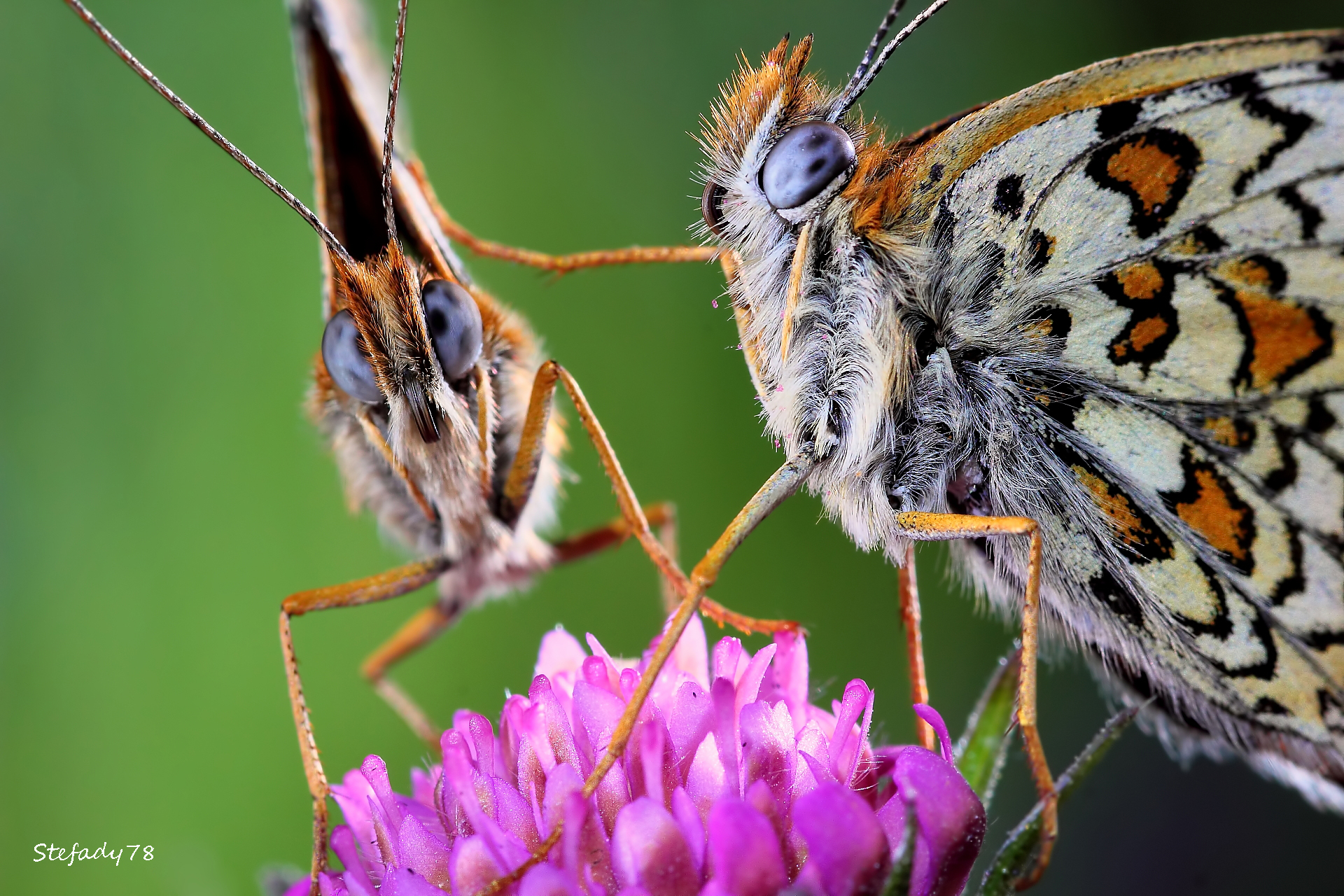 Get out!! Place is mine!