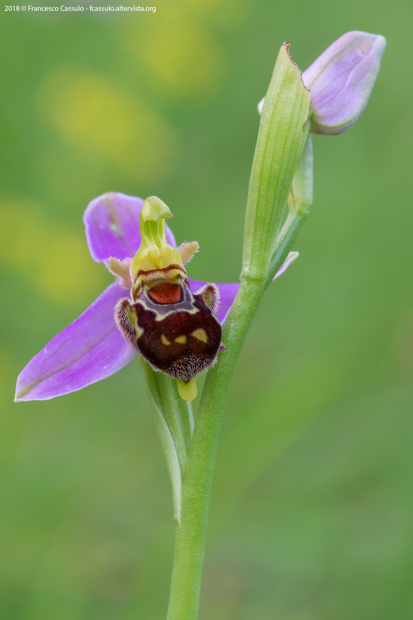 Ophrys Apifera