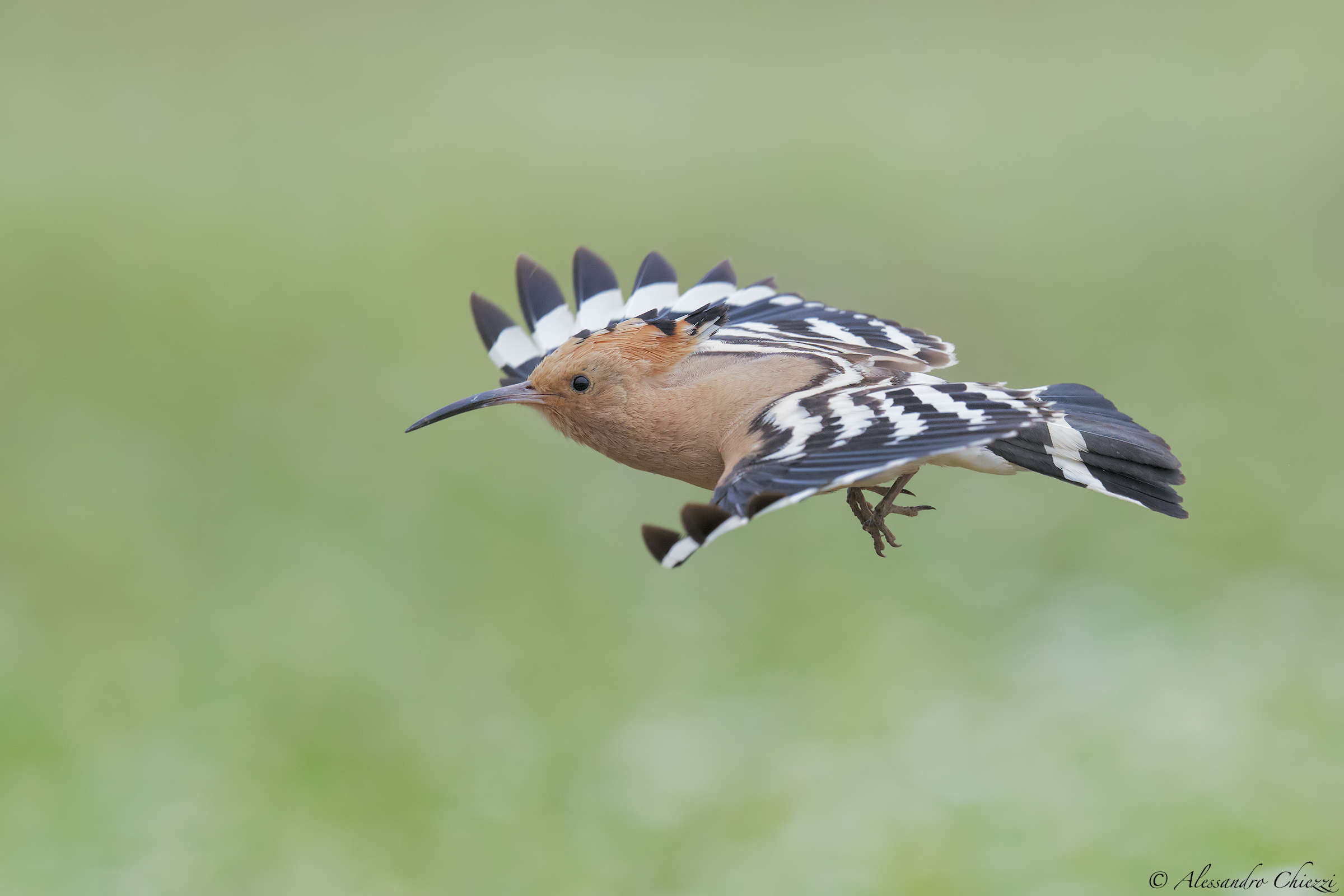 The flight of the Hoopoe