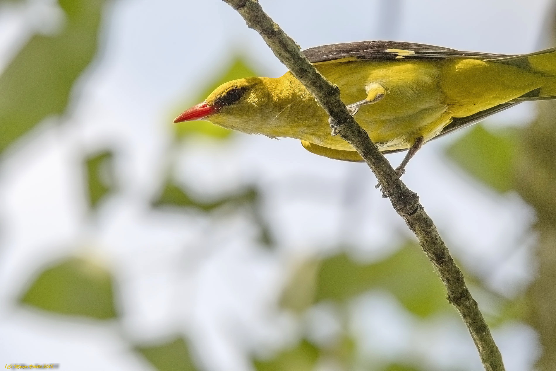 Golden Oriole... Suddenly