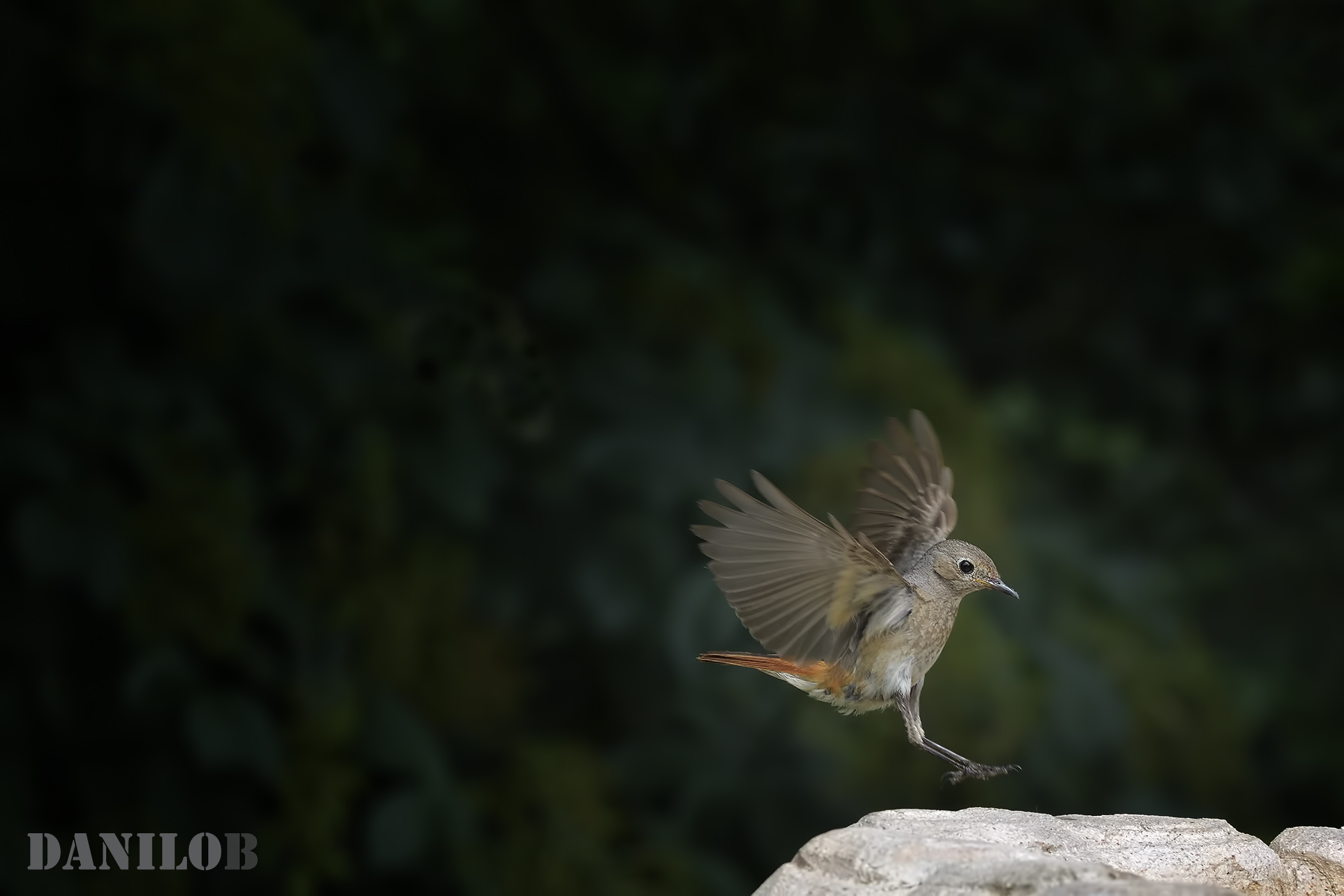 Redstart &female;