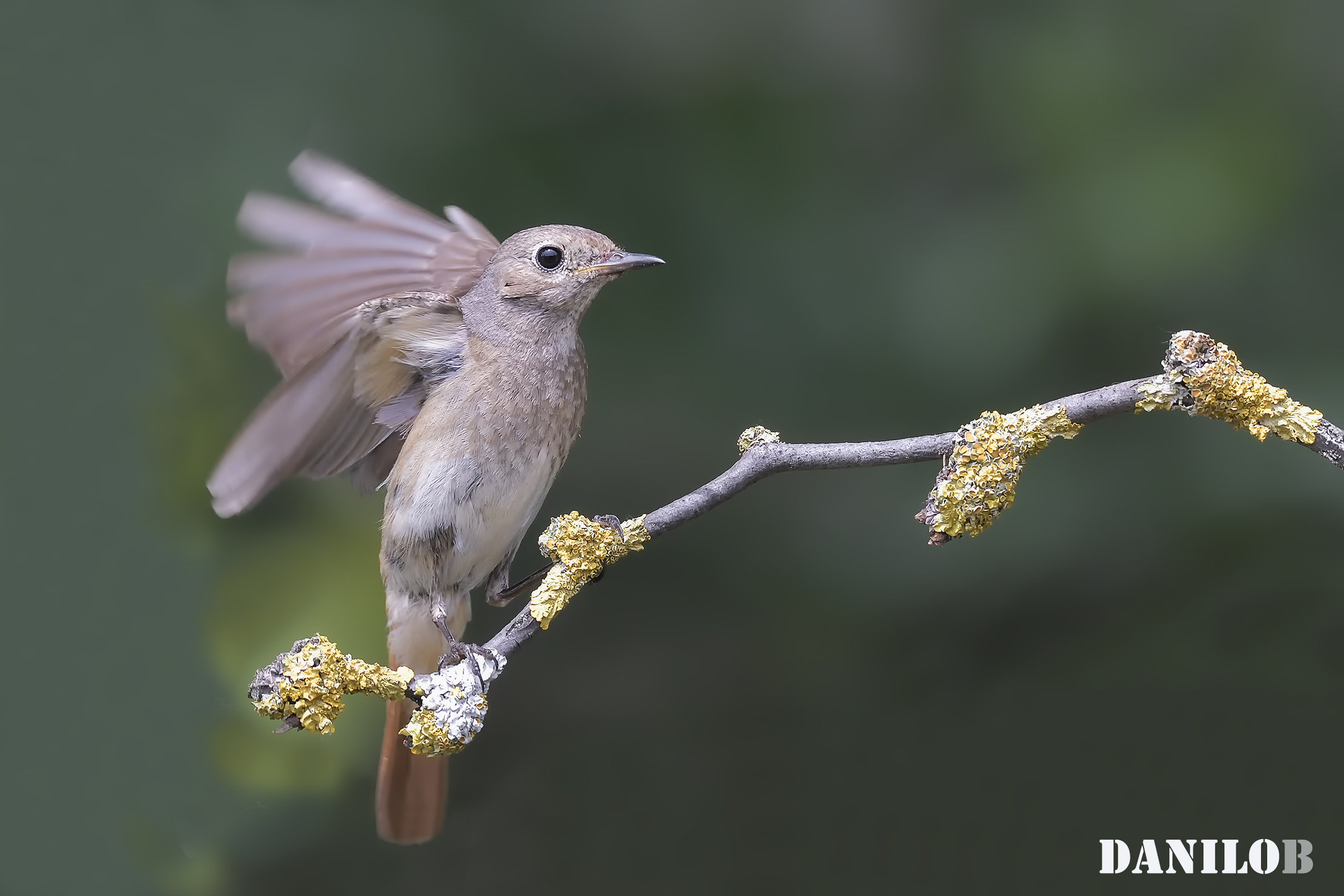 Redstart &female;