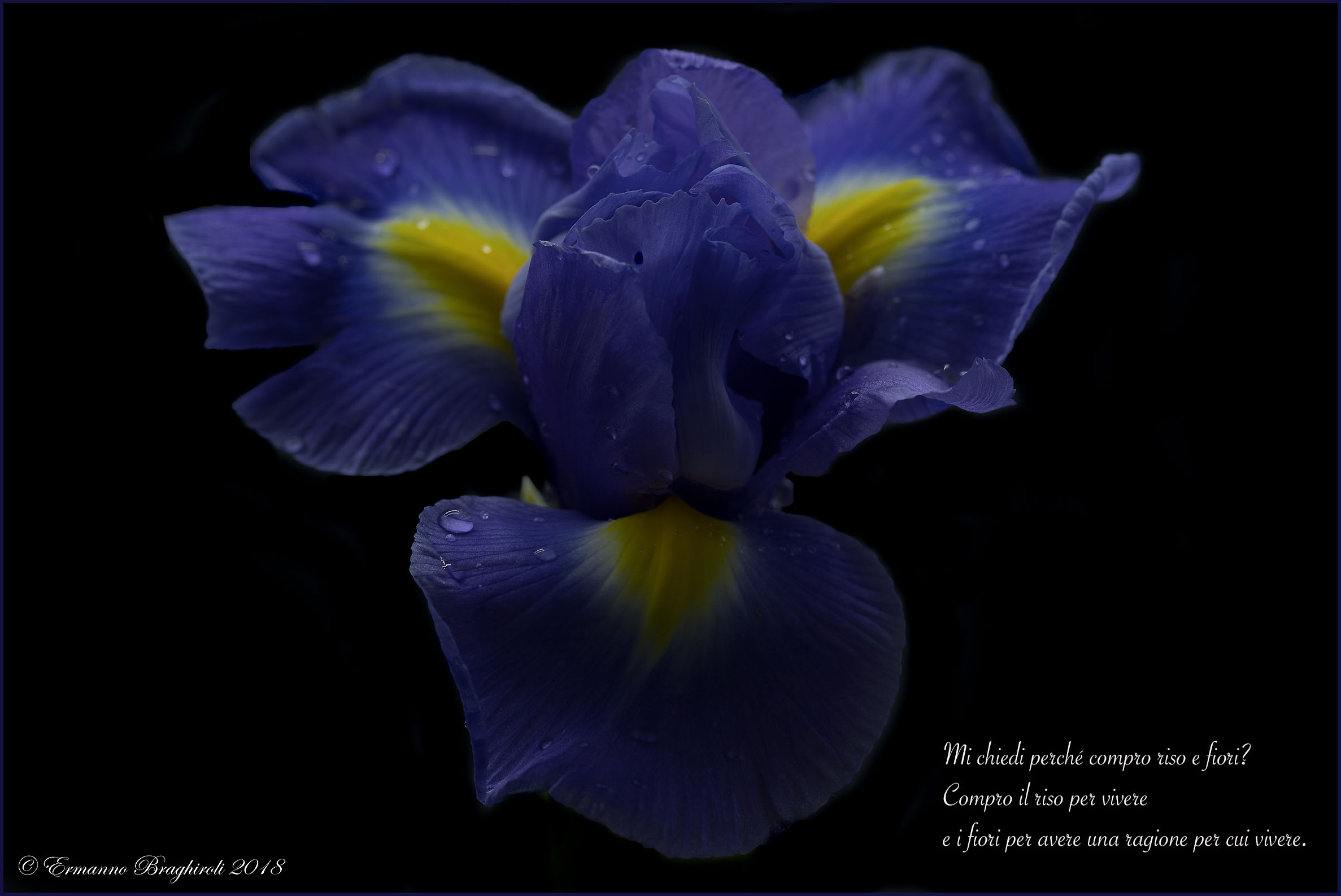 Iris blu