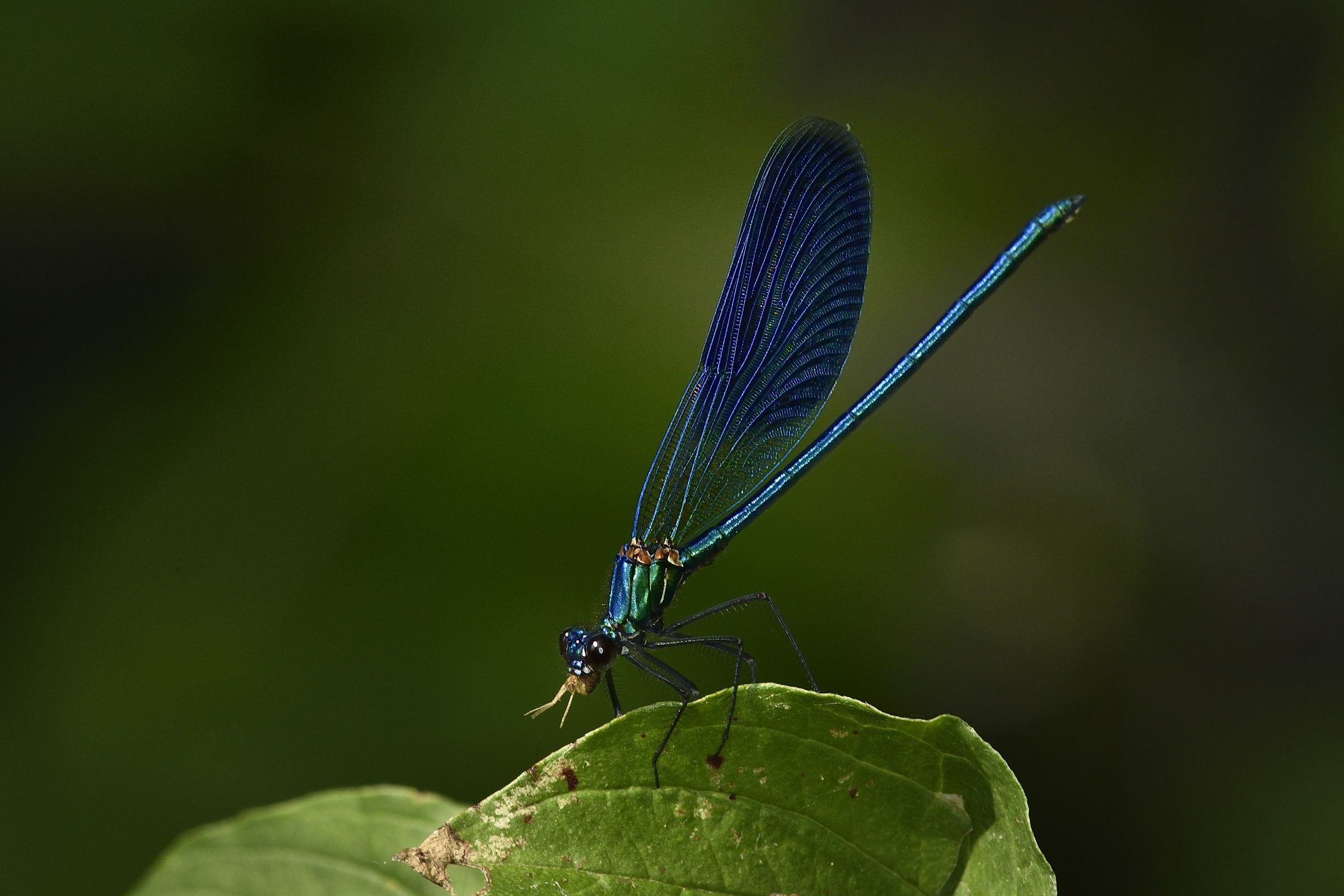 Il pasto della damigella...