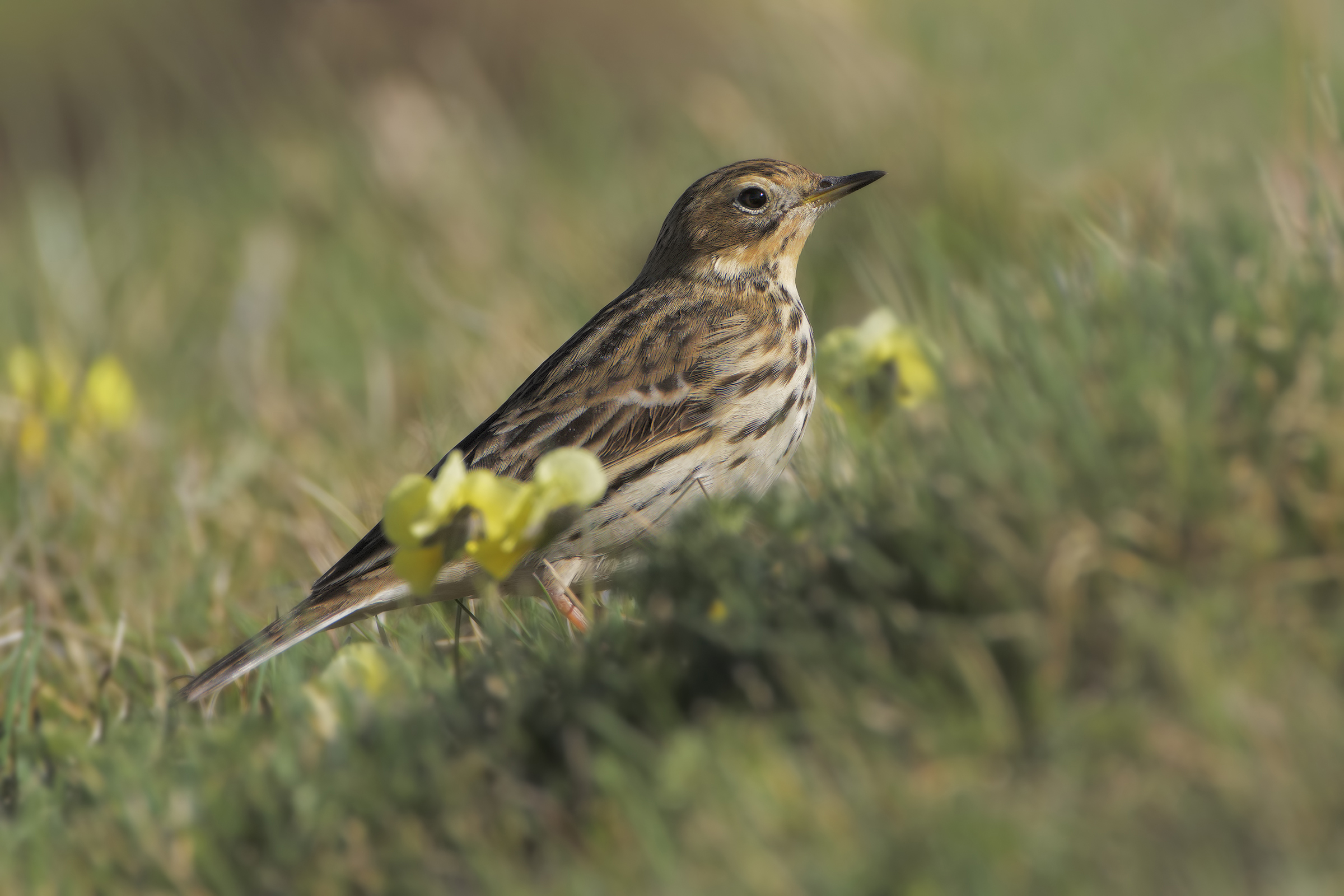 Pipit