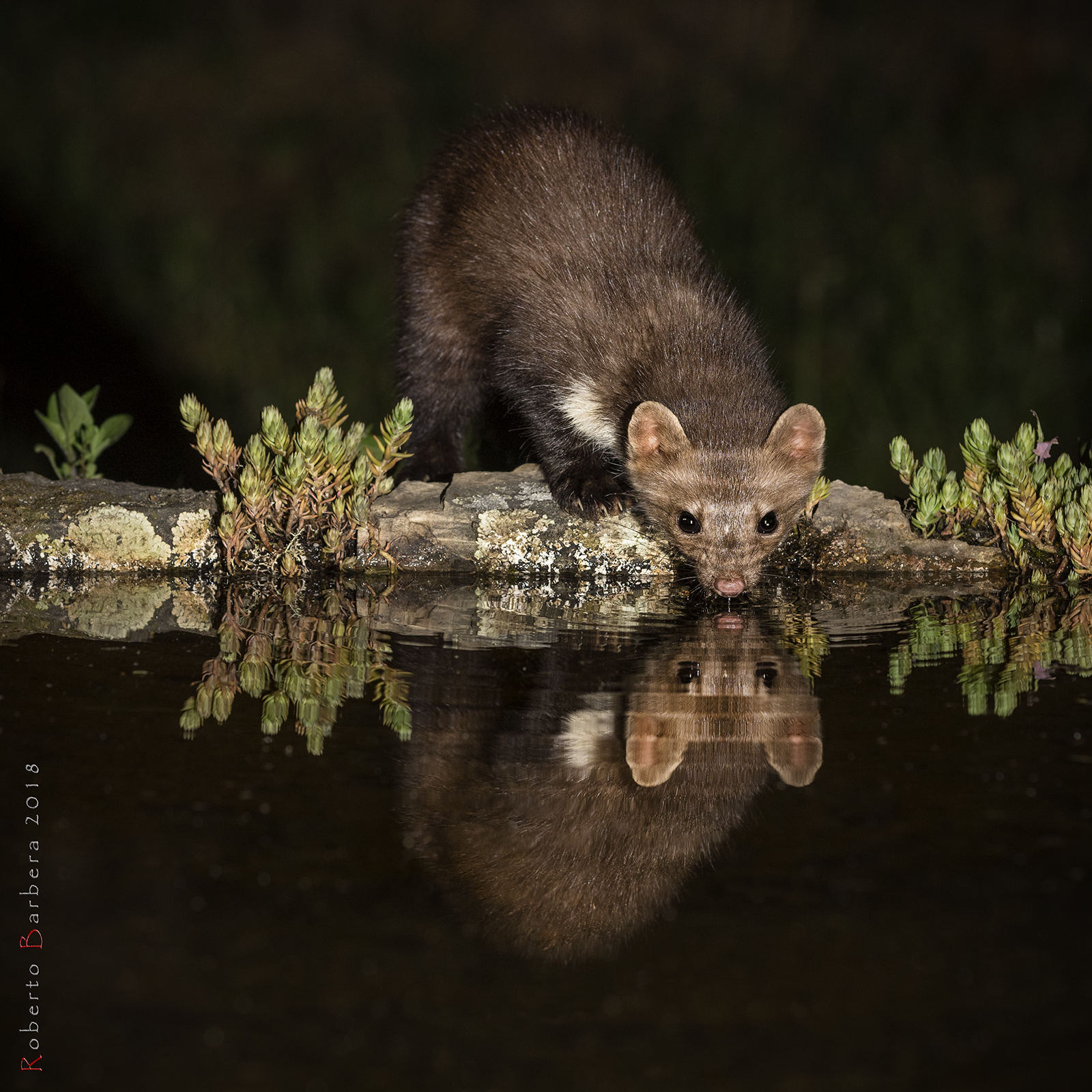 Marten at the watering