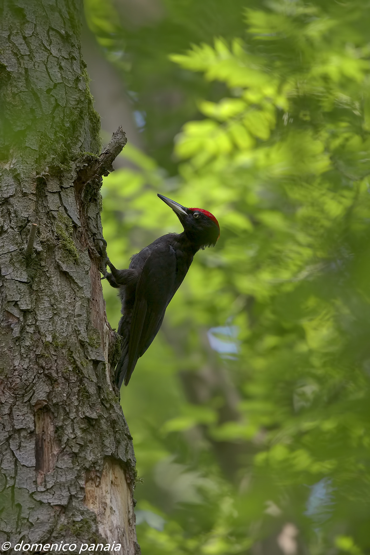 picchio nero (prime foto)