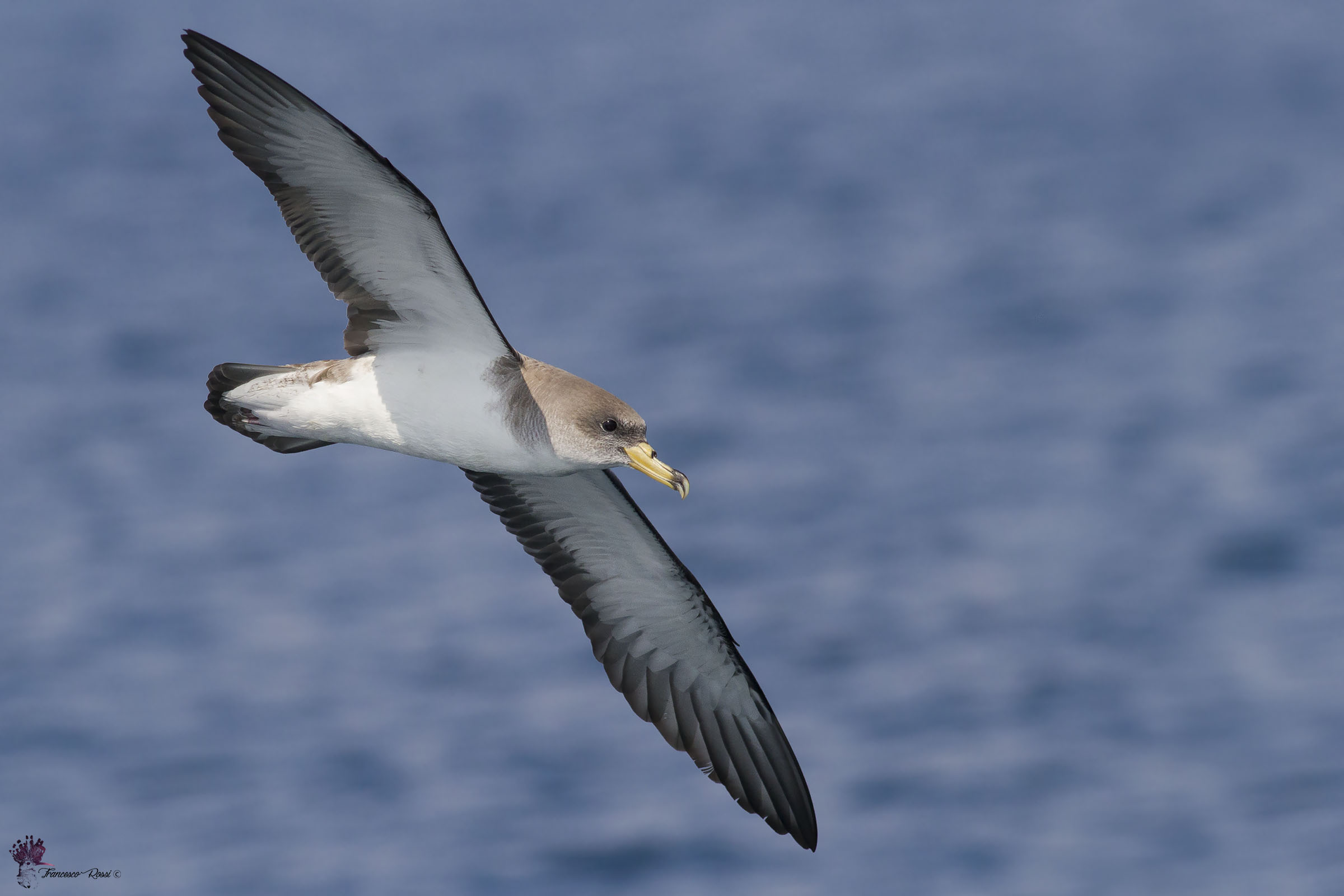 Berta Maggiore in volo a largo della Versilia
