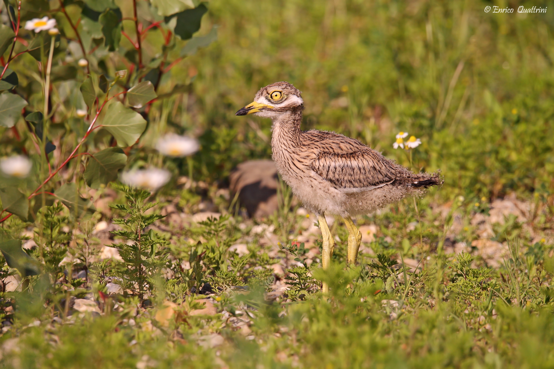 Il pullo sta crescendo!