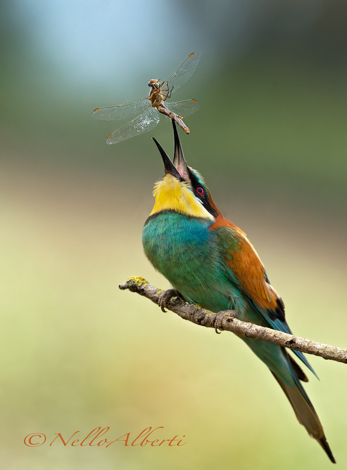 gruccione con libellula 2018