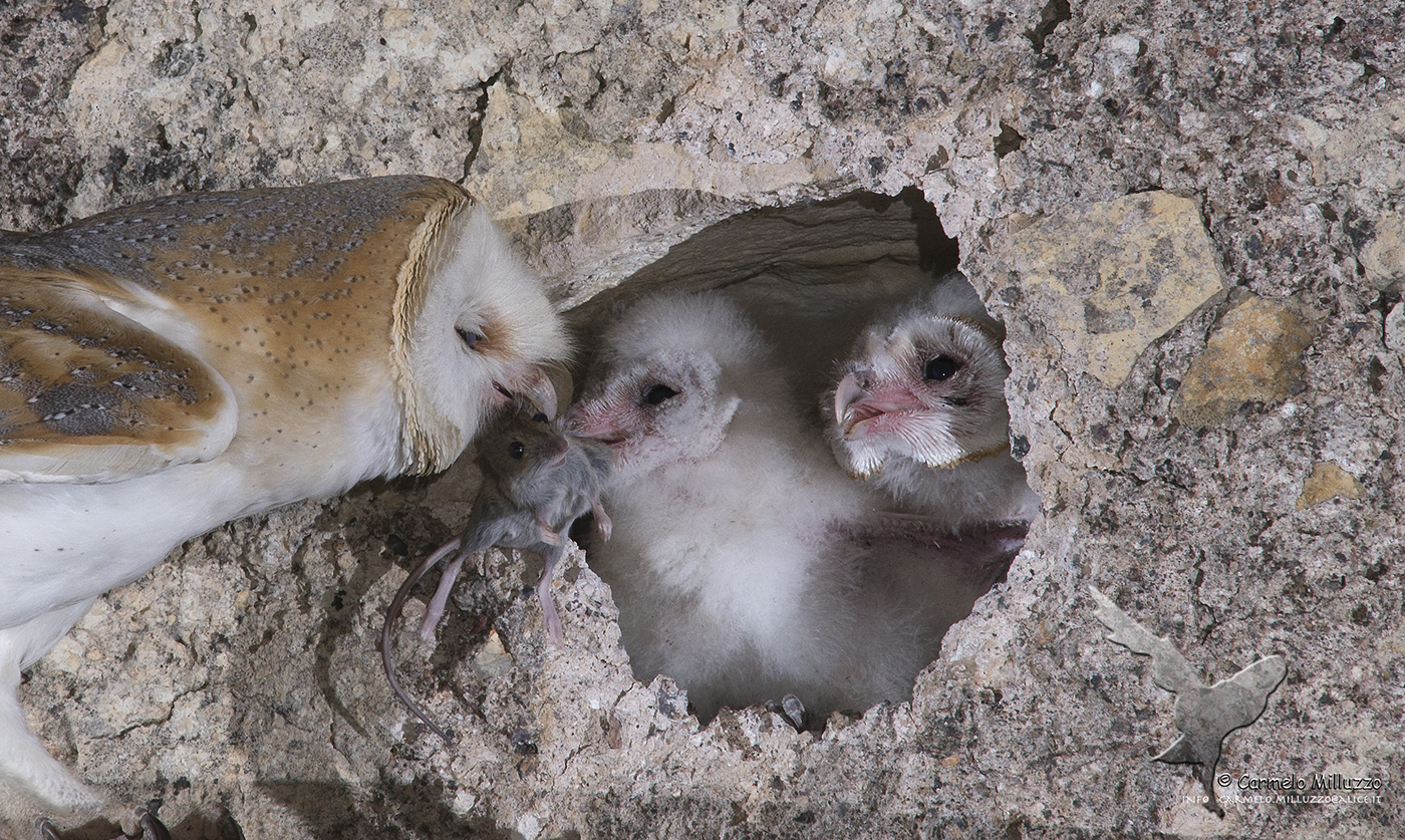 Tenerezza di mamma _ Barbagianni _