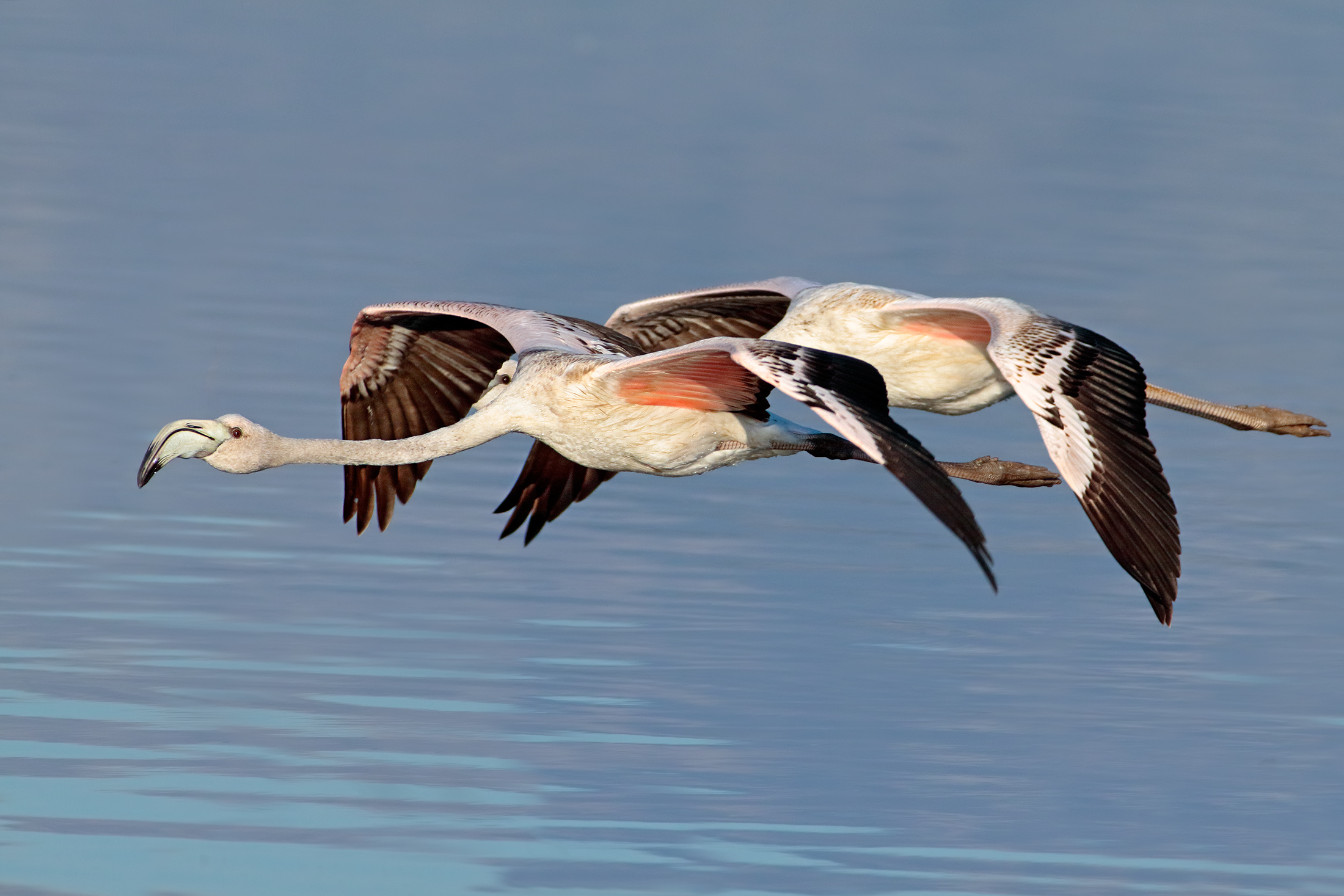 Pink Flamingos juv.