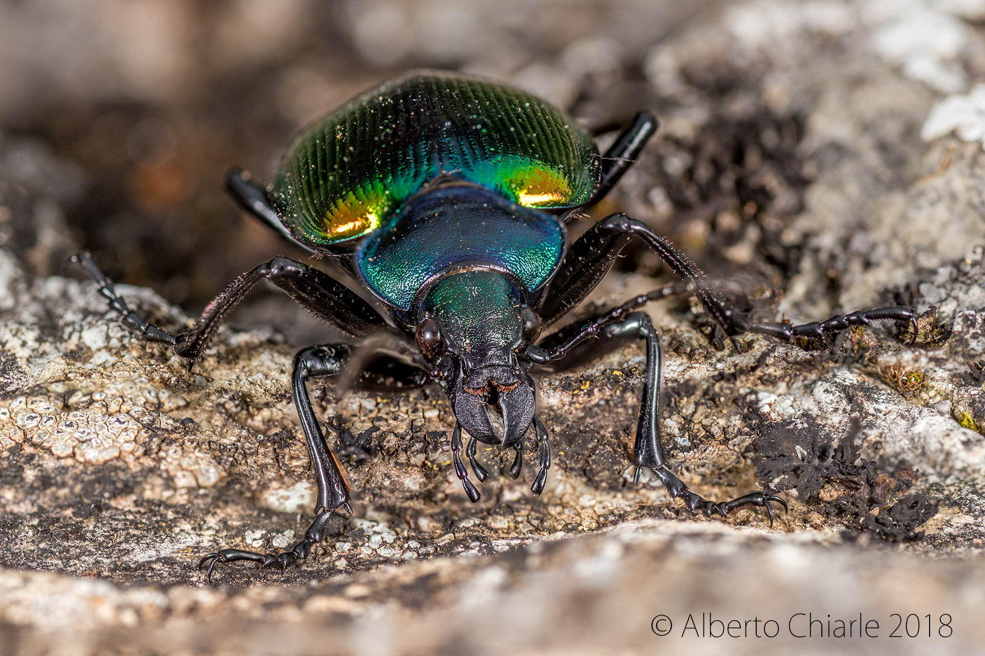 Calosoma sycophanta